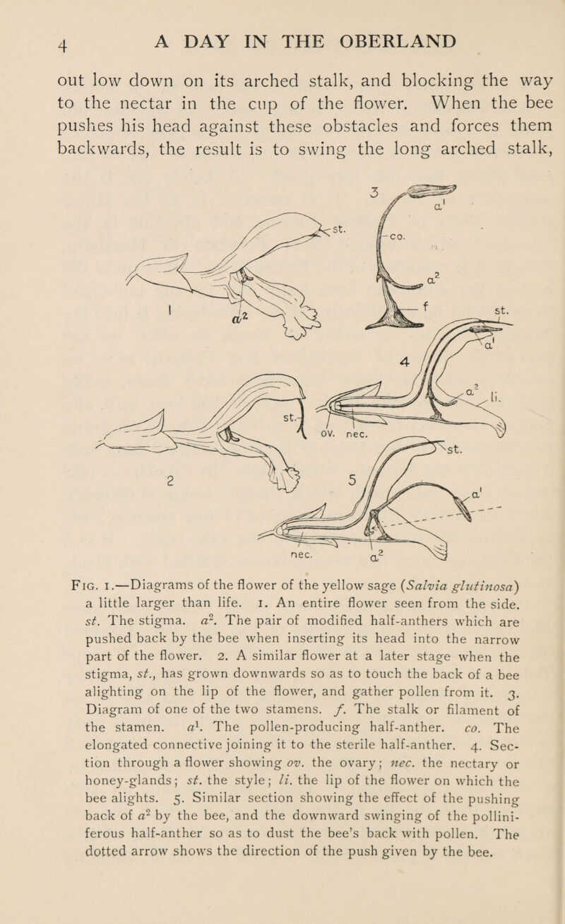 out low down on its arched stalk, and blocking the way to the nectar in the cup of the flower. When the bee pushes his head against these obstacles and forces them backwards, the result is to swing the long arched stalk, Fig. i.—Diagrams of the flower of the yellow sage (Salvia glutinosa) a little larger than life. i. An entire flower seen from the side. st. The stigma, a2. The pair of modified half-anthers which are pushed back by the bee when inserting its head into the narrow part of the flower. 2. A similar flower at a later stage when the stigma, st., has grown downwards so as to touch the back of a bee alighting on the lip of the flower, and gather pollen from it. 3. Diagram of one of the two stamens. /. The stalk or filament of the stamen. a1. The pollen-producing half-anther. co. The elongated connective joining it to the sterile half-anther. 4. Sec¬ tion through a flower showing ov. the ovary; nec. the nectary or honey-glands; st. the style; li. the lip of the flower on which the bee alights. 5. Similar section showing the effect of the pushing back of a2 by the bee, and the downward swinging of the pollini- ferous half-anther so as to dust the bee’s back with pollen. The dotted arrow shows the direction of the push given by the bee.