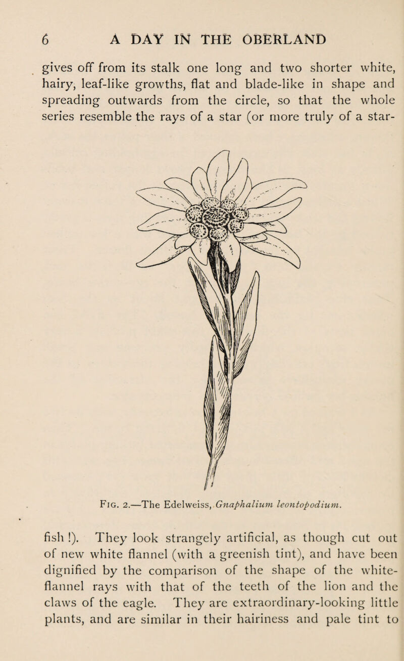 gives off from its stalk one long and two shorter white, hairy, leaf-like growths, flat and blade-like in shape and spreading outwards from the circle, so that the whole series resemble the rays of a star (or more truly of a star- Fig. 2.—The Edelweiss, Gnaphalium leontopodium. fish !). They look strangely artificial, as though cut out of new white flannel (with a greenish tint), and have been dignified by the comparison of the shape of the white- flannel rays with that of the teeth of the lion and the claws of the eagle. They are extraordinary-looking little plants, and are similar in their hairiness and pale tint to