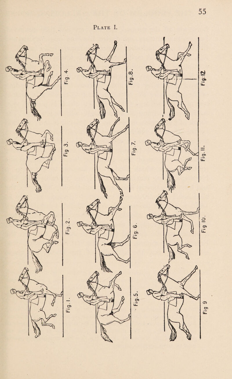 Plate I. Fig 10, Fig. II. Fig.12.