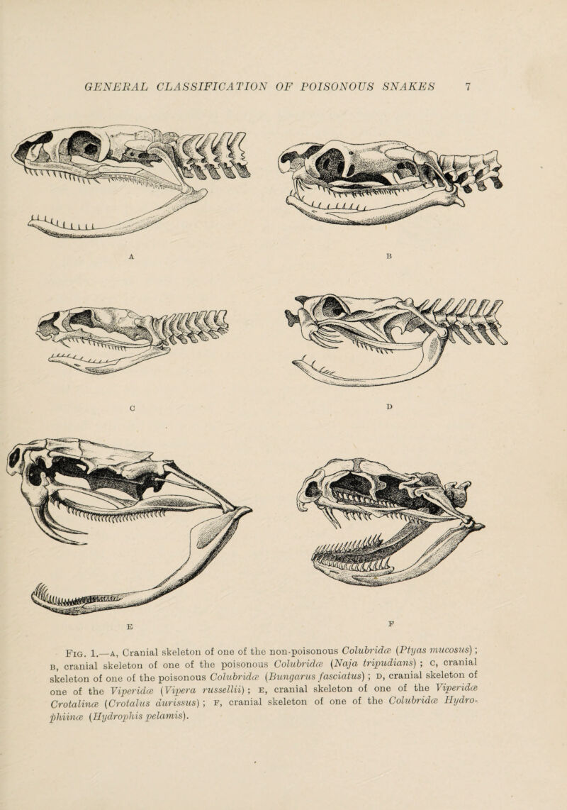 Fig, 1,_A, Cranial skeleton of one of the non-poisonous Colubridæ {Ptyas viucosus) ; B, cranial skeleton of one of the poisonous Colubridæ {Naja tripudians) ; c, cranial skeleton of one of the poisonous Colubridæ {Bungarus fasciatus) ; d, cranial skeleton of one of the Viperidæ {Vipera russellii) ; e, cranial skeleton of one of the Viperidæ Crotalinœ {Crotalus durissus) ; f, cranial skeleton of one of the Colubridæ Hydro- phiinœ {Hydrox)his pelamis).