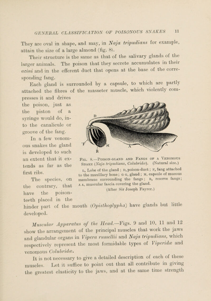 They are oval in shape, and may, in Naja tripudians for example, attain the size of a large almond (fig. 8). Their structure is the same as that of the salivary glands of the larger animals. The poison that they secrete accumulates in then acini and in the efferent duct that opens at the base of the corre¬ sponding fang. Each gland is surrounded by a capsule, to which are partly attached the fibres of the masseter muscle, which violently com¬ presses it and drives the poison, just as the piston of a syringe would do, in¬ to the canalicule or groove of the fang. In a few venom¬ ous snakes the gland is developed to such an extent that it ex¬ tends as far as the first ribs. The species, on the contrary, that have the poison- teeth placed in the hinder part of the mouth {Opisthoglypha) have glands but little developed. Muscular Apparatus of the Head.—Figs. 9 and 10, 11 and 12 show the arrangement of the principal muscles that work the jaws and glandular organs in Vipera russellii and Naja tripudians, which respectively represent the most formidable types of Viperidce and venomous Coluhridæ. It is not necessary to give a detailed description of each of these muscles. Let it suffice to point out that all contribute in giving the greatest elasticity to the jaws, and at the same time strength Fig. 8.—Poison-gland and Fangs of a Venomous Snake {Naja tripudians, Coluhridæ). (Natural size.) L, Lobe of the gland ; d, poison-duct ; p, fang attached to the maxillary bone ; G G, gland ; m, capsule of mucous membrane surrounding the fangs ; R, reserve fangs ; A A, muscular fascia covering the gland. (After Sir Joseph Fayrer.)