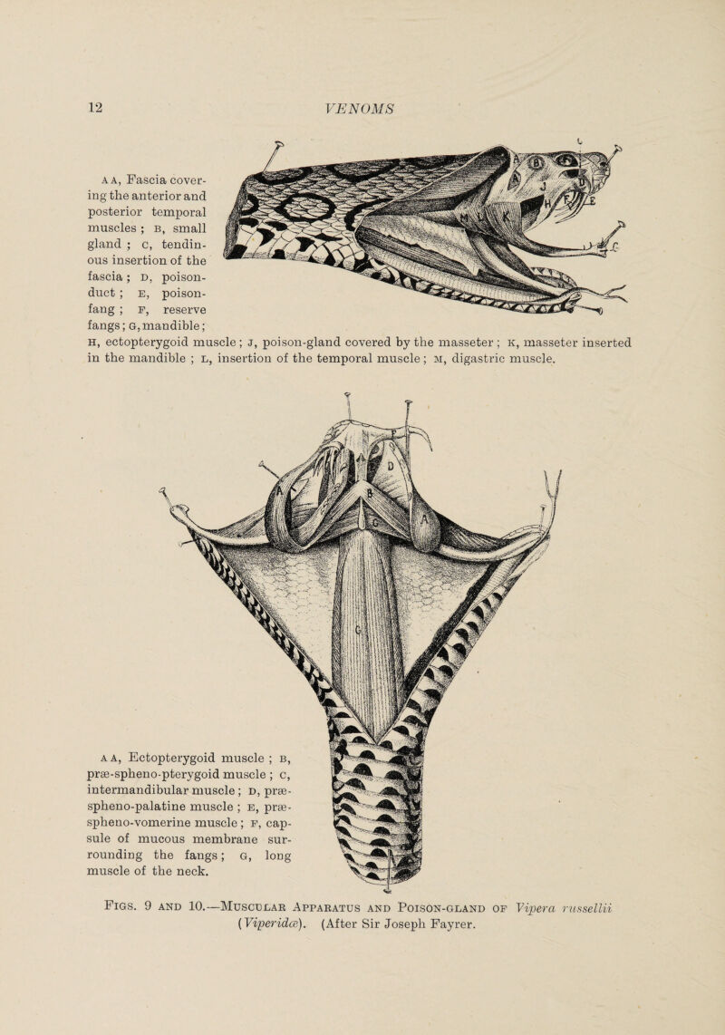 AA, Fascia cover¬ ing the anterior and posterior temporal muscles ; b, small gland ; c, tendin¬ ous insertion of the fascia ; d, poison- duct ; E, poison- fang ; p, reserve fangs ; g, mandible ; H, ectopterygoid muscle ; j, poison-gland covered by the masseter ; k, masseter inserted in the mandible ; l, insertion of the temporal muscle ; m, digastric muscle. A A, Ectopterygoid muscle ; b, præ-spheno-pterygoid muscle ; c, intermandibular muscle ; d, præ- spheno-palatine muscle ; e, præ- spheno-vomerine muscle ; f, cap¬ sule of mucous membrane sur¬ rounding the fangs ; G, long muscle of the neck. Figs. 9 and 10.—Muscular Apparatus and Poison-gland of Viper a russellii [Viperidce). (After Sir Joseph Fayrer.