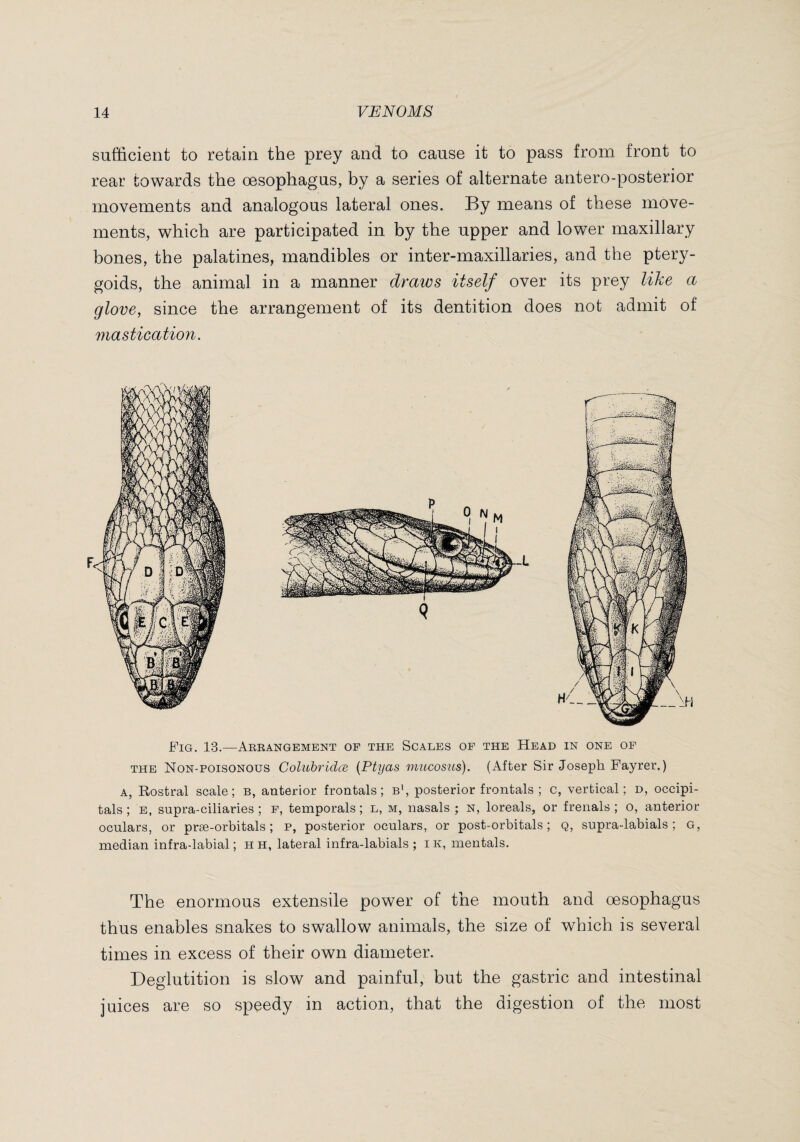 sufficient to retain the prey and to cause it to pass from front to rear towards the œsophagus, by a series of alternate antero-posterior movements and analogous lateral ones. By means of these move¬ ments, which are participated in by the upper and lower maxillary bones, the palatines, mandibles or inter-maxillaries, and the ptery¬ goids, the animal in a manner draws itself over its prey lihe a glove, since the arrangement of its dentition does not admit of mastication. Fig. 13.—Arrangement of the Scales of the Head in one of THE Non-poisonous Coluhriclæ {Ptyas mucosus). (After Sir Joseph Fayrer.) A, Rostral scale; b, anterior frontals ; b’, posterior frontals ; c, vertical; d, occipi- tals ; E, supra-ciliaries ; f, temporals; l, m, nasals; n, loreals, or frenals ; o, anterior oculars, or præ-orbitals ; p, posterior oculars, or post-orbitals ; q, supra-labials ; G, median infra-labial ; h h, lateral infra-labials ; i k, mentals. The enormous extensile power of the mouth and œsophagus thus enables snakes to swallow animals, the size of which is several times in excess of their own diameter. Deglutition is slow and painful, but the gastric and intestinal juices are so speedy in action, that the digestion of the most