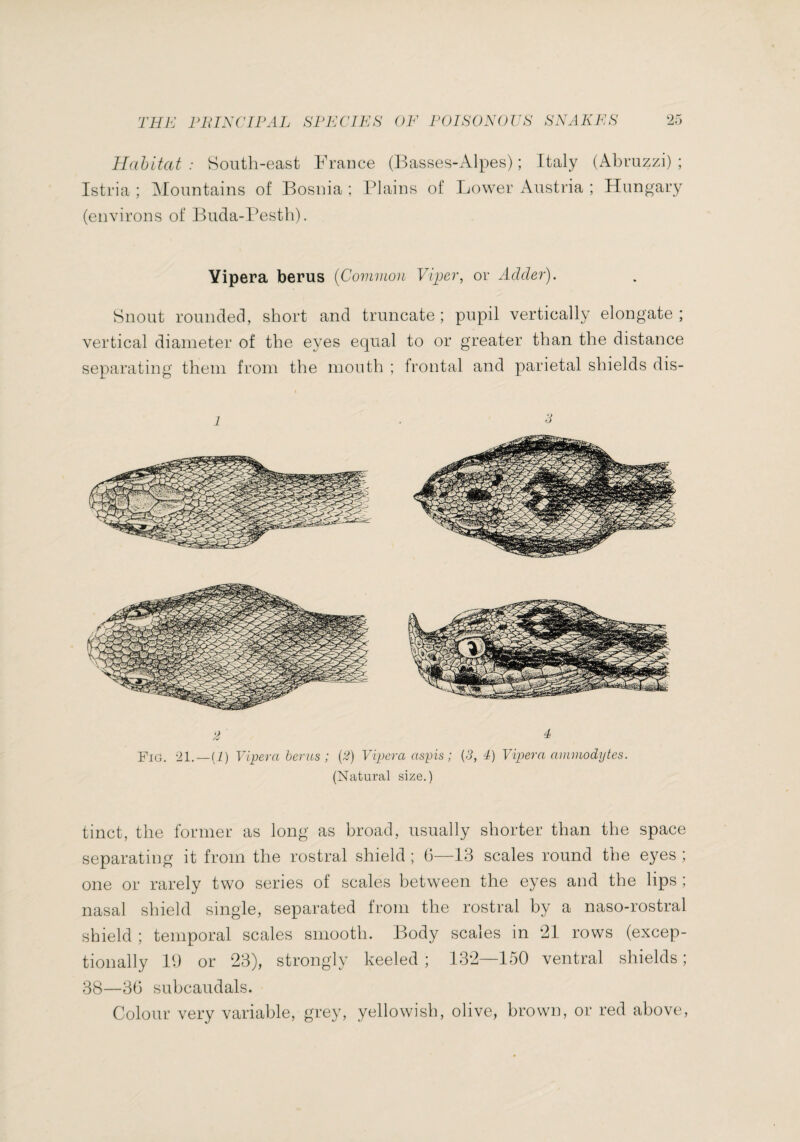 Hdhitat : South-east France (Basses-Alpes) ; Italy (Abruzzi) ; Istria ; ^lountains of Bosnia ; Plains of Lower Austria ; Hungary (environs of Buda-Pesth). Yipera berus {Coinmoii Viper, or Adder). Snout rounded, short and truncate ; pupil vertically elongate ; vertical diameter of the eyes equal to or greater than the distance separating them from the mouth ; frontal and parietal shields dis- 1 • ^ Fig. -21. —(i) Yipera herns ; (2) Yipera aspis ; (5, à) Yipera ainmodytes. (Natural size.) tinct, the former as long as broad, usually shorter than the space separating it from the rostral shield ; 0—13 scales round the eyes ; one or rarely two series of scales between the eyes and the lips ; nasal shield single, separated from the rostral by a naso-rostral shield ; temporal scales smooth. Body scales in 21 rows (excep¬ tionally B) or 23), strongly keeled ; 132—150 ventral shields ; 38—30 subcaudals. Colour very variable, grey, yellowish, olive, brown, or red above.