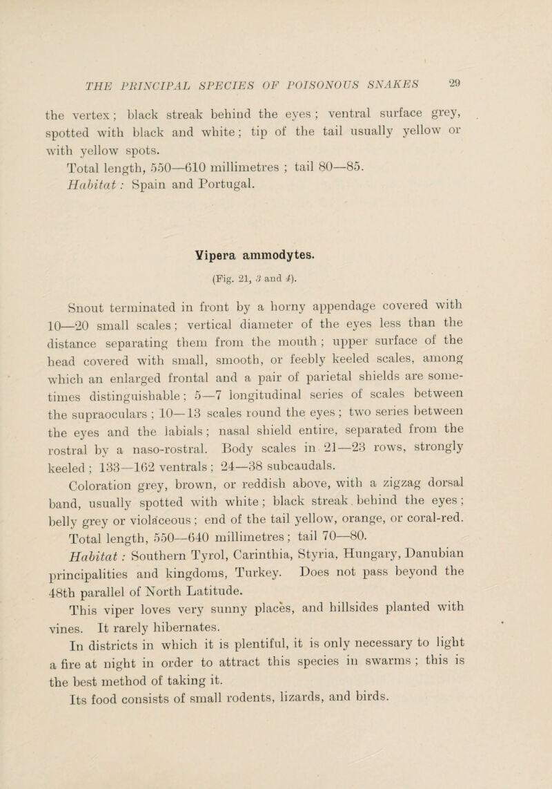 the vertex ; black streak behind the eyes ; ventral surface grey, spotted with black and white ; tip of the tail usually yellow or with yellow spots. Total length, 550—610 millimetres ; tail 80—85. Habitat : Spain and Portugal. Yipera ammodytes. (Fig. 21, 3 and 4). Snout terminated in front by a horny appendage covered with 10—20 small scales ; vertical diameter of the eyes less than the distance separating them from the mouth ; upper surface of the head covered with small, smooth, or feebly keeled scales, among which an enlarged frontal and a pair of parietal shields are some¬ times distinguishable ; 5—7 longitudinal series of scales between the supraoculars ; 10—13 scales round the eyes ; two series between the eyes and the labials ; nasal shield entire, separated from the rostral by a naso-rostral. Body scales in 21—23 rows, strongly keeled ; 133—162 ventrals ; 24—38 subcaudals. Coloration grey, brown, or reddish above, with a zigzag dorsal band, usually spotted with white; black streak. behind the eyes; belly grey or violaceous ; end of the tail yellow, orange, or coral-red. Total length, 550—640 millimetres; tail 70—80. Habitat : Southern Tyrol, Carinthia, Styria, Hungary, Danubian principalities and kingdoms, Turkey. Does not pass beyond the 48th parallel of North Latitude. This viper loves very sunny places, and hillsides planted with vines. It rarely hibernates. In districts in which it is plentiful, it is only necessary to light a fire at night in order to attract this species in swarms ; this is the best method of taking it. Its food consists of small rodents, lizards, and birds.