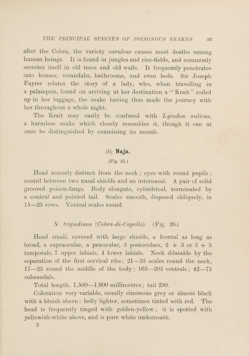 after the Cobra, the variety cceruleus causes most deaths among human beings. It is found in jungles and rice-fields, and commonly secretes itself in old trees and old walls. It frequently penetrates into houses, verandahs, bathrooms, and even beds. Sir Joseph Fayrer relates the story of a lady, who, when travelling in a palanquin, found on arriving at her destination a ^CKrait” coiled up in her luggage, the snake having thus made the journey with her throughout a whole night. The Krait may easily be confused with Lycodon aulicus, a harmless snake wFich closely resembles it, though it can at once be distinguished by examining its mouth. (b) Naja. (Fig. 25.) Head scarcely distinct from the neck ; eyes with round pupils ; nostril between two nasal shields and an internasal. A pair of solid grooved poison-fangs. Body elongate, cylindrical, terminated by a conical and pointed tail. Scales smooth, disposed obliquely, in 15—25 rows. Ventral scales round. N. tripiidians (Cohra-di-Capello). (Fig. 26.) Head small, covered with large shields, a frontal as long as broad, a supraocular, a præocular, 3 postoculars, 2 -h 3 or 8 + 3 temporals, 7 upper labials, 4 lower labials. Neck dilatable by the separation of the first cervical ribs; 21—35 scales round the neck, 17—25 round the middle of the body: 163—205 ventrals ; 42—75 subcaudals. Total length, 1,500—1,900 millimetres ; tail 230. Coloration very variable, usually cinereous grey or almost black with a bluish sheen ; belly lighter, sometimes tinted with red. The head is frequently tinged with golden-yellow ; it is spotted with yellowish-white above, and is pure white underneath. 3