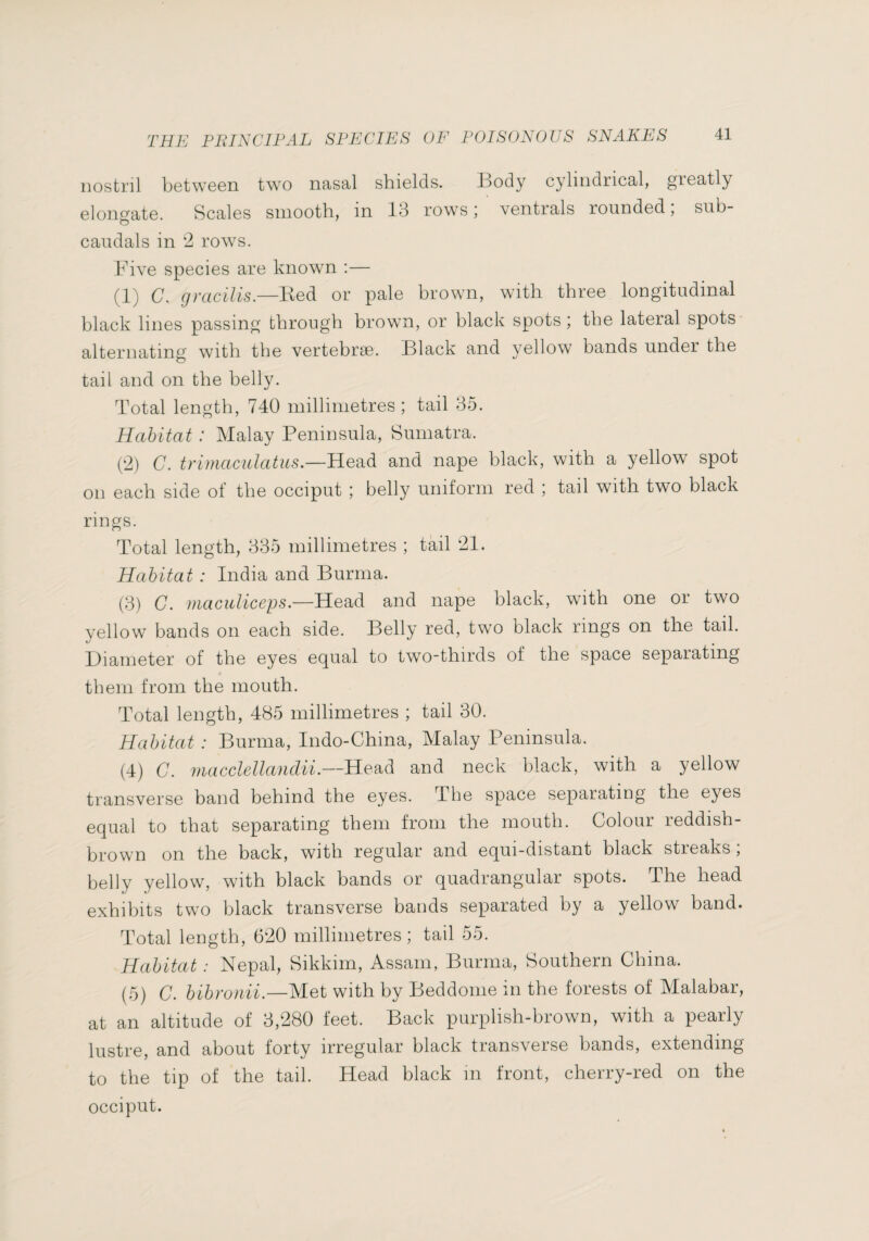 nostril between two nasal shields. Body cylindrical, greatly elongate. Scales smooth, in 13 rows ventrals rounded, sub- caiidals in '1 roAVs. Five species are known :— (1) C. gracilis.—Ked or pale brown, with three longitudinal black lines passing through brown, or black spots ; the lateral spots alternating with the vertebrae. Black and yellow bands under the tail and on the belly. Total length, 740 millimetres ; tail 35. Habitat : Malay Peninsula, Sumatra. (2) C. trimaculatus.—Hed.à and nape black, with a yellow spot on each side of the occiput ; belly uniform red ; tail with two black rings. Total length, 335 millimetres ; tail 21. Habitat : India and Burma. (3) C. inaculiceps.—Head and nape black, with one or two yellow bands on each side. Belly red, two black rings on the tail. Diameter of the eyes equal to tAvo-thirds of the space separating them from the mouth. Total length, 485 millimetres ; tail 30. Habitat : Burma, Indo-China, Malay Peninsula. (4) C. macclellandii.—Head and neck black, with a yellow transverse band behind the eyes. The space separating the eyes equal to that separating them from the mouth. Colour reddish- brown on the back, with regular and equi-distant black stieaks, belly yellow, with black bands or quadrangular spots. The head exhibits two black transverse bands separated by a yellow band. Total length, 620 millimetres ; tail 55. Habitat : Nepal, Bikkim, Assam, Burma, Southern China. (5) C. bibronii.—Met with by Beddome in the forests of Malabar, at an altitude of 3,280 feet. Back purplish-brown, with a pearly lustre, and about forty irregular black transverse bands, extending to the tip of the tail. Head black m front, cherry-red on the occiput.