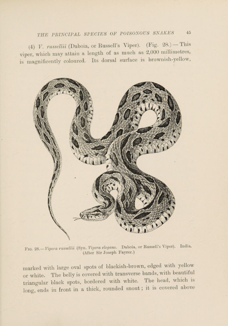 (4) V. (Daboia, or Bussell’s Viper). (Fig. ^28.) —This viper, which may attain a length of as much as 2,000 millimetres, is magnificently coloured. Its dorsal surface is brownish-yellow. Fig. '28.—Vipera russellii (Syn. Vipera elegans. Daboia, or Russell’s Viper). India. (After Sir Joseph Fayrer.) marked with large oval spots of blackish-brown, edged with yellow or white. The belly is covered with transverse bands, with beautiful triangular black spots, bordered with white. The head, which is long, ends in front in a thick, rounded snout ; it is covered above