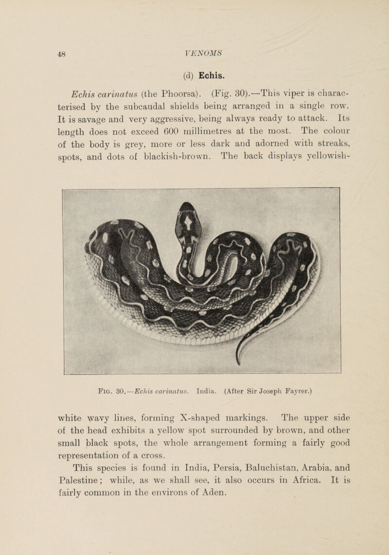 (d) Echis. Echis Carinatus (the Phoorsa). (Fig. 30).—This viper is charac¬ terised by the subcaudal shields being arranged in a single row. It is savage and very aggressive, being always ready to attack. Its length does not exceed 600 millimetres at the most. The colour of the body is grey, more or less dark and adorned with streaks, spots, and dots of blackish-brown. The back displays yellowish- Fig. 30.—Echis carinatiis. India. (After Sir Joseph Fayrer.) white wavy lines, forming X-shaped markings. The upper side of the head exhibits a yellow spot surrounded by brown, and other small black spots, the whole arrangement forming a fairly good representation of a cross. This species is found in India, Persia, Baluchistan, Arabia, and Palestine ; while, as we shall see, it also occurs in Africa. It is fairly common in the environs of Aden.