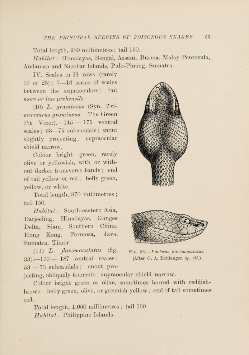 Total length, 980 millimetres ; Habitat : Andaman and Nicobar Islands, IV. Scales in 21 rows (rarely 19 or 23) ; 7—13 series of scales between the snpraoculars ; tail more or less prehensile. (10) L. gramineus (Syn. Tri- meresurus gramineus. The Green Pit Viper).—145 — 175 ventral scales ; 53—75 subcandals ; snout slightly projecting ; supraocular shield narrow. Colour bright green, rarely olive or yellowish, with or with¬ out darker transverse bands ; end of tail yellow or red ; belly green, yellow, or white. Total length, 870 millimetres ; tail 150. Habitat : South-eastern Asia, Darjeeling, Himalayas, Ganges Delta, Siam, Southern China, Hong Kong, Formosa, Java, Sumatra, Timor. (11) L. flavomaculatus (fig. 33).—170 — 187 ventral scales ; 53 — 73 subcandals ; snout pro¬ Burma, Malay Peninsula, Sumatra. Fig. 33.—Lachesis flavomaculatus. (After G. A. Boulenger, op. cit.) tail 150. Himalayas, Bengal, Assam, Pulo-Pinang, jecting, obliquely truncate; supraocular shield narrow. Colour bright green or olive, sometimes barred with reddish- brown ; belly green, olive, or greenish-yellow ; end of tail sometimes red. Total length, 1,060 millimetres; tail 160. Habitat : Philippine Islands.