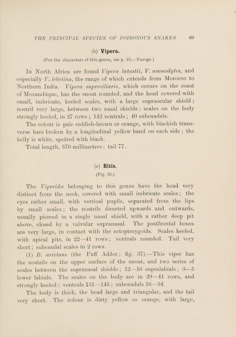 (b) Yipera. (For the characters of this genus, see p. 23,—Europe.) In North Africa are found Vipera latastii, V. ammodytes, and especially F. lehetina, the range of which extends from Morocco to Northern India. Vipera superciliaris, which occurs on the coast of iMozamhique, has the snout rounded, and the head covered with small, imbricate, keeled scales, with a large supraocular shield ; nostril very large, betw^een two nasal shields ; scales on the body strongly keeled, in ‘27 rows ; 142 ventrals ; 40 subcaudals. The colour is pale reddish-brown or orange, with blackish trans¬ verse bars broken by a longitudinal yellow band on each side ; the belly is white, spotted with black. Total length, 570 millimetres; tail 77. (c) Bitis. (Fig. 36.) The Viperidæ belonging to this genus have the head very distinct from the neck, covered with small imbricate scales ; the eyes rather small, with vertical pupils, separated from the lips by small scales ; the nostrils directed upwards and outwards, usually pierced in a single nasal shield, with a rather deep pit above, closed by a valvular supranasah The postfrontal bones are very large, in contact wuth the ectopterygoids. Scales keeled, with apical pits, in 22—41 rows; ventrals rounded. Tail very short ; subcaudal scales in 2 rows. (1) B. arietans (the Puff Adder ; fig. 37).—This viper has the nostrils on the upper surface of the snout, and two series of scales betw'een the supranasal shields ; 12—16 supralabials ; 3—5 lower labials. The scales on the body are in 29—41 rows, and strongly keeled ; ventrals 131—145 ; subcaudals 10^—34. The body is thick, the head large and triangular, and the tail very short. The colour is dirty yellow or orange, with large.