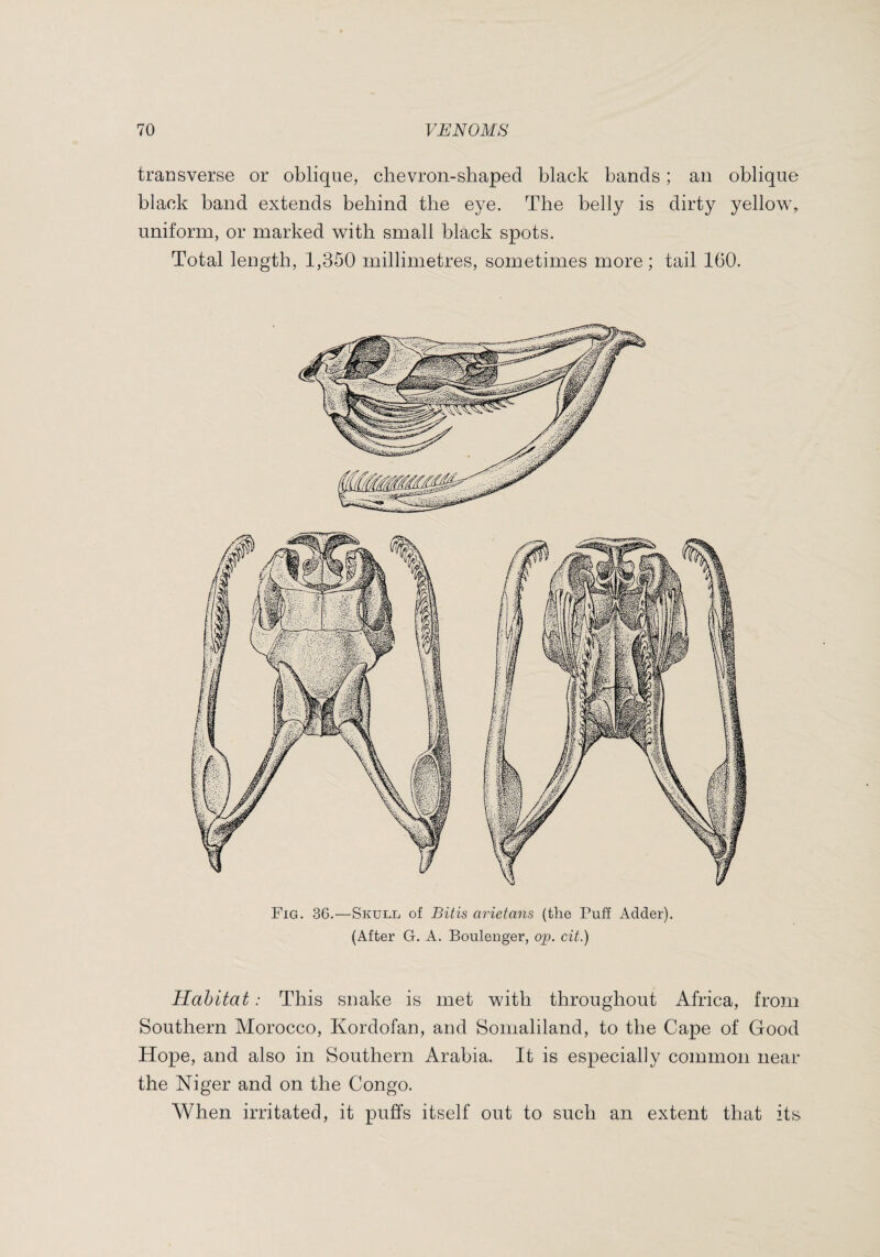 transverse or oblique, chevron-shaped black bands ; an oblique black band extends behind the eye. The belly is dirty yellow, uniform, or marked with small black spots. Total length, 1,350 millimetres, sometimes more ; tail 160. Fig. 36.—Skull of Bitis arietans (the Puff Adder), (After G. A. Boulenger, 02?. cit.) Habitat : This snake is met with throughout Africa, from Southern Morocco, Kordofan, and Somaliland, to the Cape of Good Hope, and also in Southern Arabia. It is especially common near the Niger and on the Congo. When irritated, it puffs itself out to such an extent that its