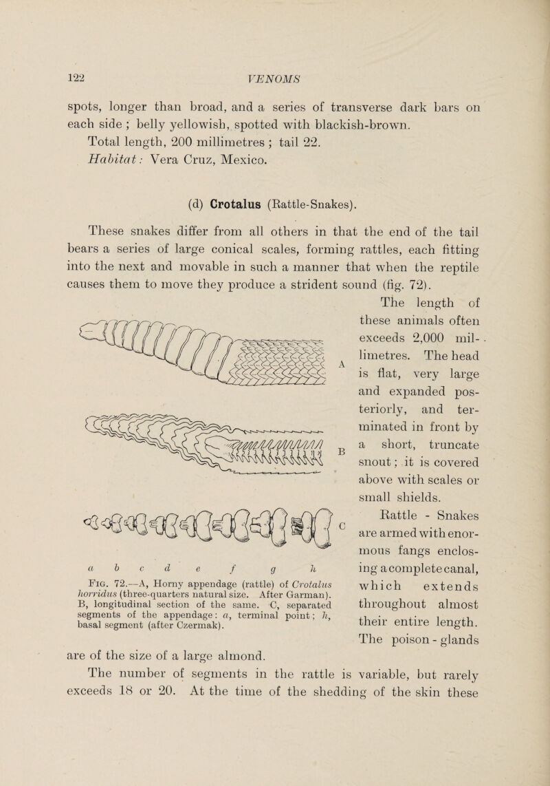 spots, longer than broad, and a series of transverse dark bars on each side ; belly yellowish, spotted with blackish-brown. Total length, 200 millimetres ; tail 22. Habitat: Vera Cruz, Mexico. (d) Crotalus (Battle-Snakes). A B These snakes differ from all others in that the end of the tail bears a series of large conical scales, forming rattles, each fitting into the next and movable in such a manner that when the reptile causes them to move they produce a strident sound (fig. 72). The length of these animals often exceeds 2,000 mil¬ limetres. The head is flat, very large and expanded pos¬ teriorly, and ter¬ minated in front by a short, truncate snout ; it is covered above with scales or small shields. Rattle - Snakes are armed with enor¬ mous fangs enclos¬ ing a complete canal, which extends throughout almost their entire length. The poison - glands are of the size of a large almond. The number of segments in the rattle is variable, but rarely exceeds 18 or 20. At the time of the shedding of the skin these C a d n e f g Fig. 72.—A, Horny appendage (rattle) of Crotalus horridus (three-quarters natural size. After Garman). B, longitudinal section of the same. C, separated segments of the appendage : a, terminal point ; h, basal segment (after Czermak).