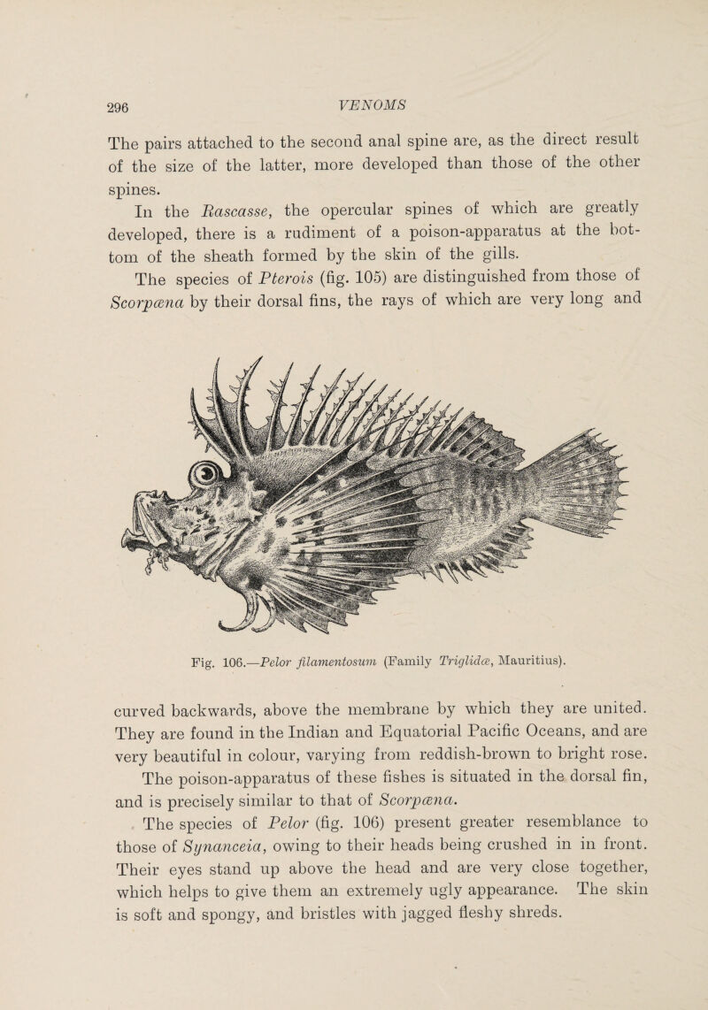 The pairs attached to the second anal spine are, as the direct result of the size of the latter, more developed than those of the other spines. In the Bascasse, the opercular spines of which are greatly developed, there is a rudiment of a poison-apparatus at the bot¬ tom of the sheath formed by the skin of the gills. The species of Pterois (fig. 105) are distinguished from those of Scorpœjia by their dorsal fins, the rays of which are very long and Fig. I06.—Pelor filamentoswn (Family Triglidœ, Mauritius). curved backwards, above the membrane by which they are united. They are found in the Indian and Equatorial Pacific Oceans, and are very beautiful in colour, varying from reddish-brown to bright rose. The poison-apparatus of these fishes is situated in the dorsal fin, and is precisely similar to that of Scorpceiia. The species of Pelor (fig. 106) present greater resemblance to those of Synanceia, owing to their heads being crushed in in front. Their eyes stand up above the head and are very close together, which helps to give them an extremely ugly appearance. The skin is soft and spongy, and bristles with jagged fleshy shreds.