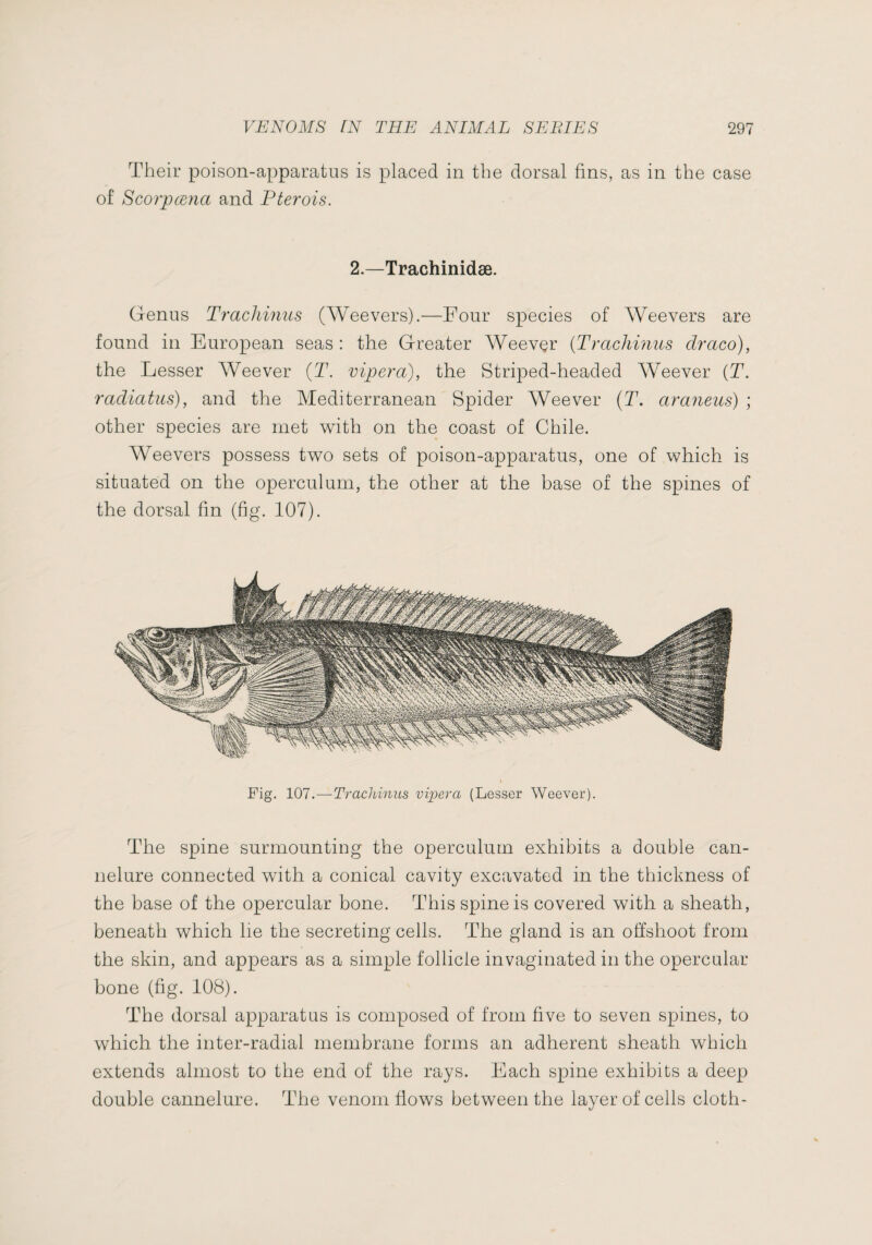 Their poison-apparatus is placed in the dorsal fins, as in the case of Scorpæna and Pterois. 2.—Trachinidæ. Genus Tracliinus (Weevers).—Four species of Weevers are found in European seas : the Greater Weevçr {Trachiiius draco), the Lesser Weever {T. viper a), the Striped-headed Weever {T. radiatus), and the Mediterranean Spider Weever {T. araneus) ; other species are met with on the coast of Chile. Weevers possess two sets of poison-apparatus, one of which is situated on the operculum, the other at the base of the spines of the dorsal fin (fig. 107). Fig. 107.—Tracliinus vijpera (Lesser Weever). The spine surmounting the operculum exhibits a double can¬ nelure connected with a conical cavity excavated in the thickness of the base of the opercular bone. This spine is covered with a sheath, beneath which he the secreting cells. The gland is an offshoot from the skin, and appears as a simple follicle invaginated in the opercular bone (fig. 108). The dorsal apparatus is composed of from five to seven spines, to which the inter-radial membrane forms an adherent sheath which extends almost to the end of the rays. Each spine exhibits a deep double cannelure. The venom flows between the layer of cells cloth-