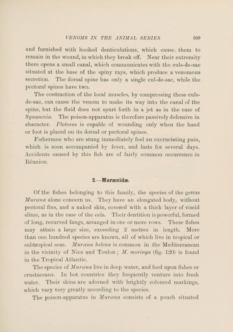 and furnished with hooked denticulations, which cause, them to remain in the wound, in which they break off. Near their extremity there opens a small canal, which communicates with the culs-de-sac situated at the base of the spiny rays, which produce a venomous secretion. The dorsal spine has only a single cul-de-sac, while the pectoral spines have two. The contraction of the local muscles, by compressing these culs- de-sac, can cause the venom to make its way into the canal of the spine, but the fluid does not spurt forth in a jet as in the case of Synanceia. The poison-apparatus is therefore passively defensive in character. Plotosus is capable of wounding only when the hand or foot is placed on its dorsal or pectoral spines. Fishermen who are stung immediately feel an excruciating pain, which is soon accompanied by fever, and lasts for several days. Accidents caused by this fish are of fairly common occurrence in Réunion. 2.—Murænidæ. Of the fishes belonging to this family, the species of the genus Muræna alone concern us. They have an elongated body, without pectoral fins, and a naked skin, covered with a thick layer of viscid slime, as in the case of the eels. Their dentition is powerful, formed of long, recurved fangs, arranged in one or more rows. These fishes may attain a large size, exceeding 2 metres in length. More than one hundred species are known, all of which live in tropical or subtropical seas. MuræJia helena is common in the Mediterranean in the vicinity of Nice and Toulon ; M. moringa (fig. 120) is found in the Tropical Atlantic. The species of Muræna live in deep water, and feed upon fishes or crustaceans. In hot countries they frequently venture into fresh water. Their skins are adorned with brightly coloured markings, which vary very greatly according to the species. The poison-apparatus in Muræna consists of a pouch situated