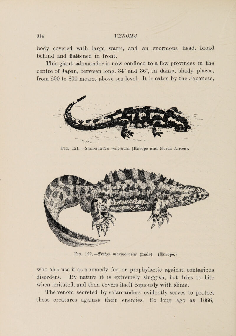 body covered with large warts, and an enormous head, broad behind and flattened in front. This giant salamander is now confined to a few provinces in the centre of Japan, between long. 34° and 36°, in damp, shady places, from 200 to 800 metres above sea-level. It is eaten by the Japanese, Fig. 121.—Salainandra maculosa (Europe and North Africa). Fig. 122.—Triton marmoratiis (male). (Europe.) who also use it as a remedy for, or prophylactic against, contagious disorders. By nature it is extremely sluggish, but tries to bite when irritated, and then covers itself copiously with slime. The venom secreted by salamanders evidently serves to protect these creatures against their enemies. So long ago as 1866,