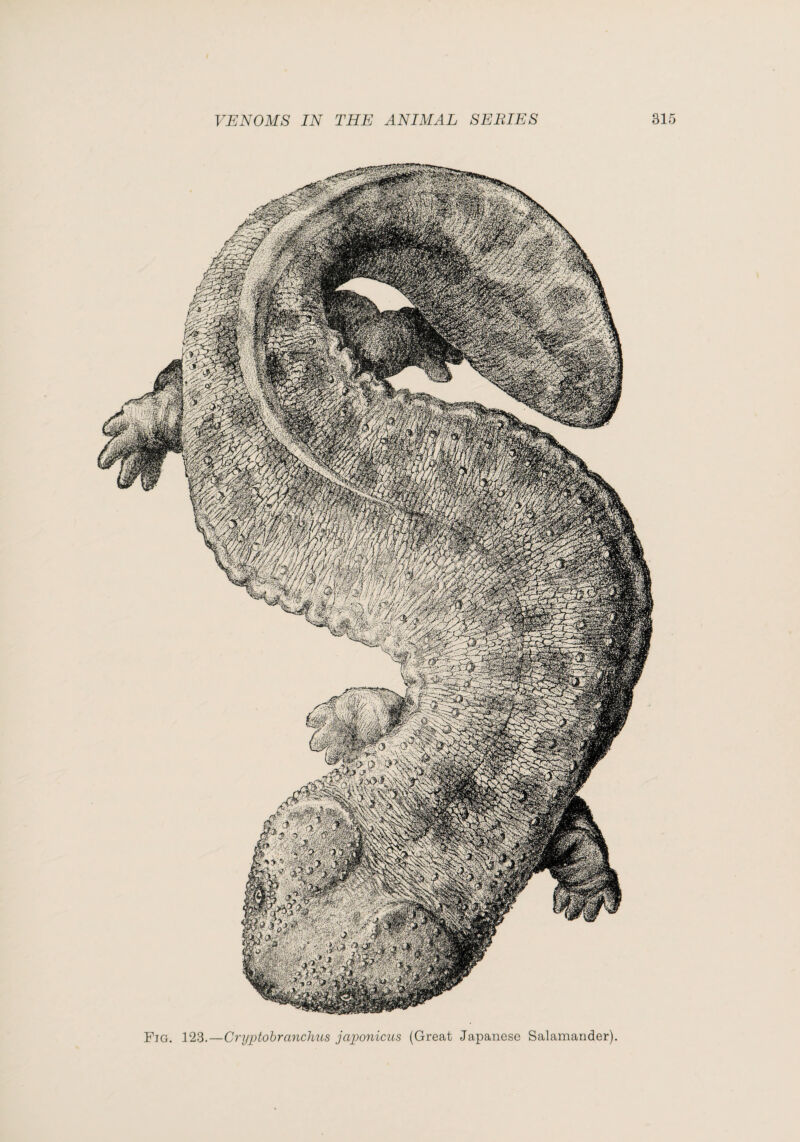 Fig. 123.—Crijptohranclmts japonicus (Great Japanese Salamander)