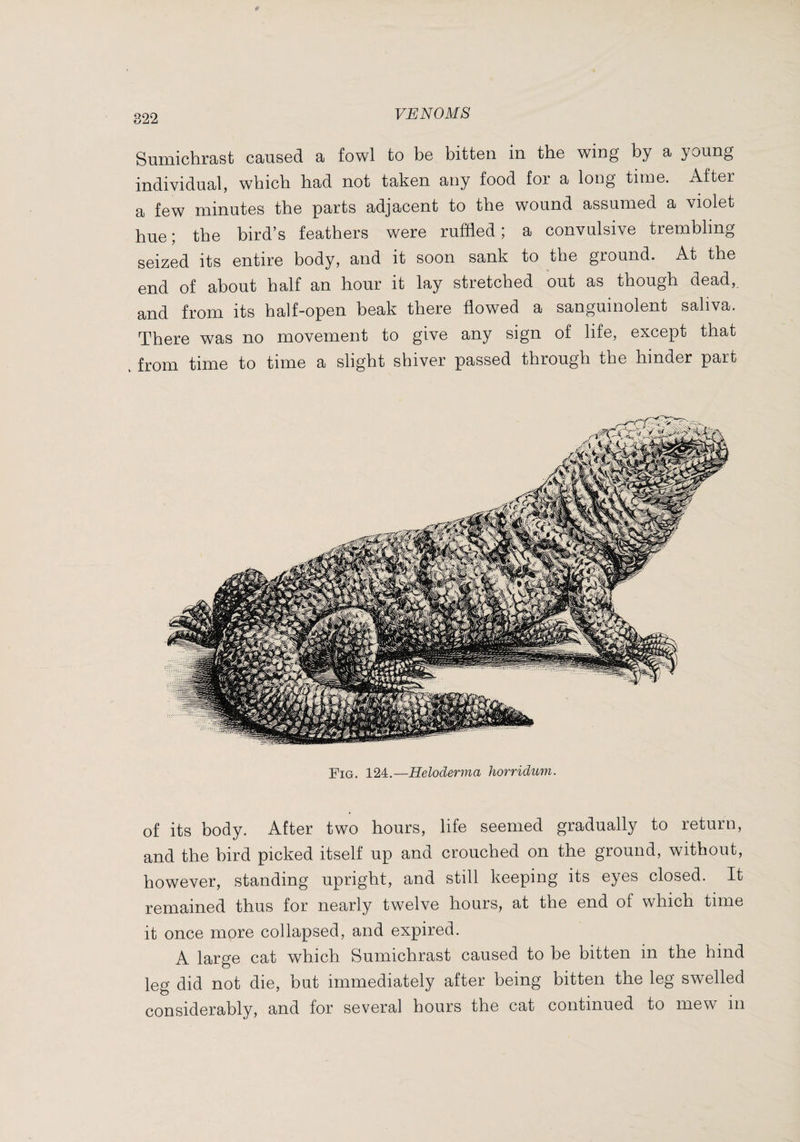 Sumichrast caused a fowl to be bitten in the wing by a young individual, which had not taken any food for a long time. After a few minutes the parts adjacent to the wound assumed a violet hue; the bird’s feathers were ruffled; a convulsive trembling seized its entire body, and it soon sank to the ground. At the end of about half an hour it lay stretched out as though dead, and from its half-open beak there flowed a sanguinolent saliva. There was no movement to give any sign of life, except that . from time to time a slight shiver passed through the hinder part Fig. 124.—Heloderma horridum. of its body. After two hours, life seemed gradually to return, and the bird picked itself up and crouched on the ground, without, however, standing upright, and still keeping its eyes closed. It remained thus for nearly twelve hours, at the end of which time it once more collapsed, and expired. A large cat which Sumichrast caused to be bitten in the hind leg did not die, but immediately after being bitten the leg swelled considerably, and for several hours the cat continued to mew in