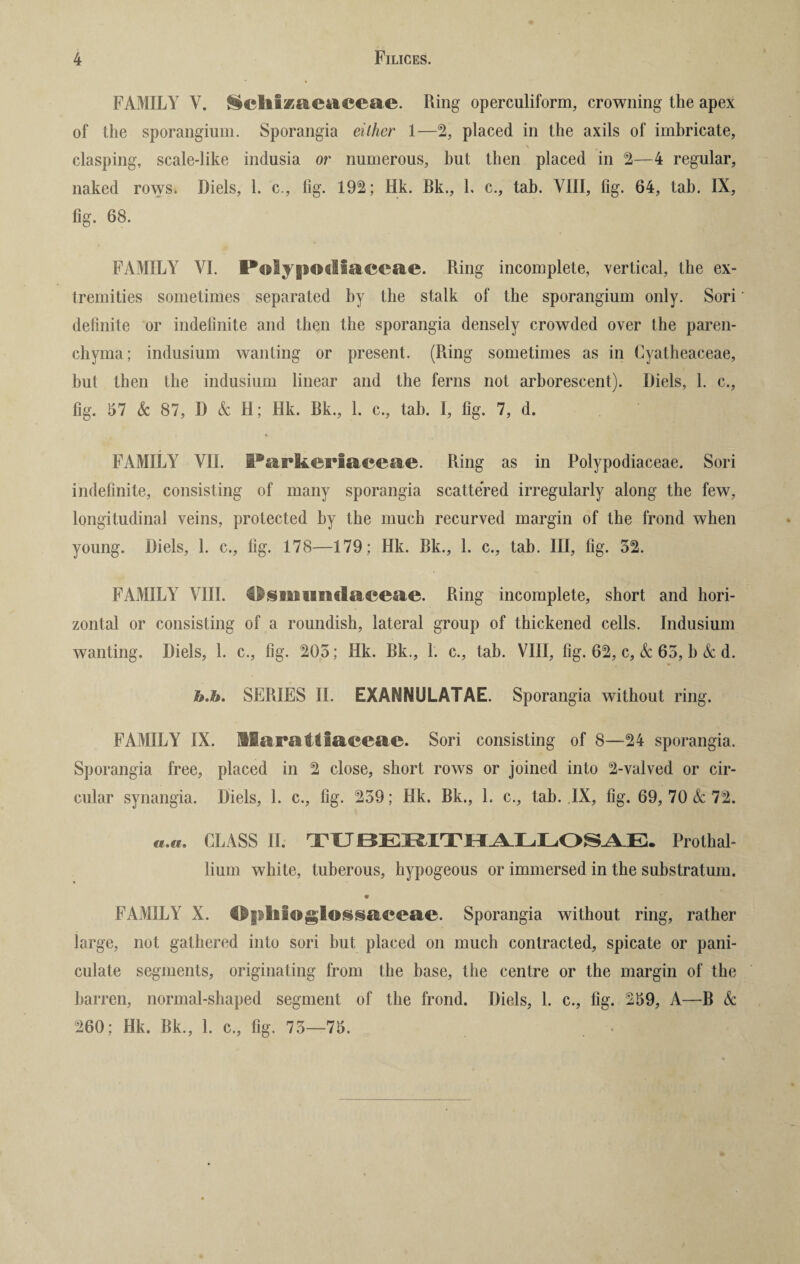 FAMILY Y. SclilKacaceae. Ring operculiform, crowning the apex of the sporangium. Sporangia either 1—2, placed in the axils of imbricate, clasping, scale-like indusia or numerous, but then placed in 2—4 regular, naked rows. Diels, 1. c., fig. 192; Hk. Bk., 1. c., tab. VIII, fig. 64, tab. IX, fig. 68. FAMILY VI. Palygiotllaceae. Ring incomplete, vertical, the ex¬ tremities sometimes separated by the stalk of the sporangium only. Sori definite or indefinite and then the sporangia densely crowded over the paren¬ chyma; indusium wanting or present. (Ring sometimes as in Cyatheaceae, but then the indusium linear and the ferns not arborescent). Diels, 1. c., fig. 57 k 87, 1) k H; Hk. Bk., 1. c., tab. I, fig. 7, d. FAMILY VII. Parkerlaceae. Ring as in Polypodiaceae. Sori indefinite, consisting of many sporangia scattered irregularly along the few, longitudinal veins, protected by the much recurved margin of the frond when young. Diels, 1. c., fig. 178—179; Hk. Bk., 1. c., tab. Ill, fig. 52. FAMILY VIII. s m umlaceae. Ring incomplete, short and hori¬ zontal or consisting of a roundish, lateral group of thickened cells. Indusium wanting. Diels, 1. c., fig. 205; Hk. Bk., 1. c., tab. VIII, fig. 62, c, k 65, b k d. fo.h. SERIES II. EXANNULATAE. Sporangia without ring. FAMILY IX. llara&tfaeeae. Sori consisting of 8—24 sporangia. Sporangia free, placed in 2 close, short rows or joined into 2-valved or cir¬ cular synangia. Diels, 1. c., fig. 259; Hk. Bk., 1. c., tab. IX, fig. 69, 70 k 72. «.«. CLASS II. TUBERITHALLOSAE. Prothal¬ lium white, tuberous, hypogeous or immersed in the substratum. m FAMILY X. Opkioglossaceae. Sporangia without ring, rather large, not gathered into sori but placed on much contracted, spicate or pani¬ culate segments, originating from the base, the centre or the margin of the barren, normal-shaped segment of the frond. Diels, 1. c., fig. 259, A—B k 260; Hk. Bk., 1. c., fig. 75—75.