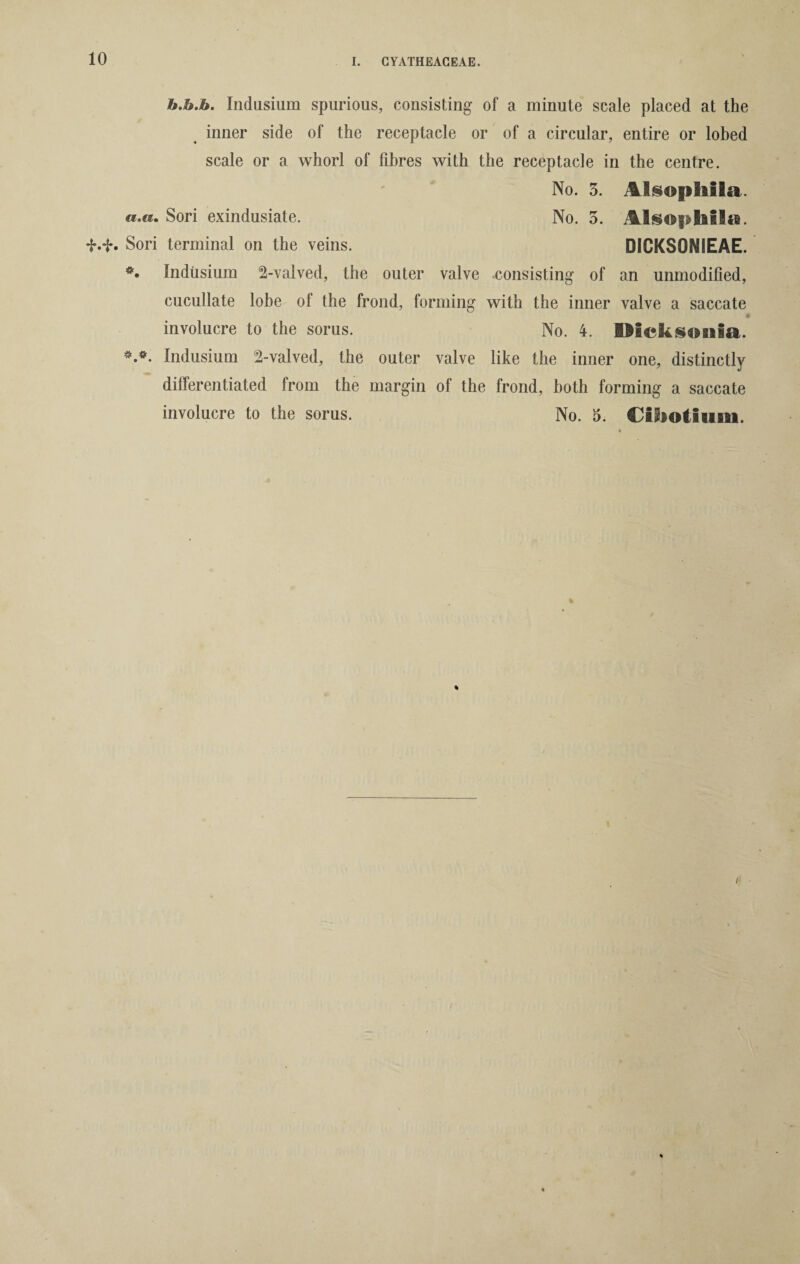 h.h.h. Indusium spurious, consisting of a minute scale placed at the inner side of the receptacle or of a circular, entire or lobed scale or a whorl of fibres with the receptacle in the centre. No. 3. IkogiSiiia. «.c*. Sori exindusiate. No. 3. Alsophila. f.f. Sori terminal on the veins. DICKSONIEAE. *• Indusium 2-valved, the outer valve consisting of an unmodified, cucullate lobe of the frond, forming with the inner valve a saccate involucre to the sorus. No. 4. IM&ksosiia. Indusium 2-valved, the outer valve like the inner one, distinctly differentiated from the margin of the frond, both forming a saccate involucre to the sorus. No. 3. Cihotium.