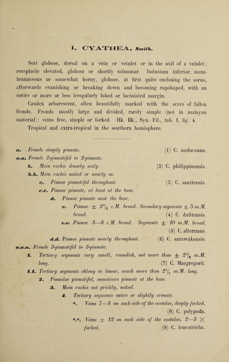 1. Smith. Sori globose, dorsal on a vein or veinlet or in the axil of a veinlet; receptacle elevated, globose or shortly columnar. Indusium inferior, mem¬ branaceous or somewhat horny, globose, at first quite enclosing the sorus, afterwards evanishing or breaking down and becoming cupshaped, with an entire or more or less irregularly lobed or laciniated margin. Caudex arborescent, often beautifully marked with the seers of fallen fronds. Fronds mostly large and divided, rarely simple (not in malayan material); veins free, simple or forked. Hk. Bk., Syn. Fil., tab. I, fig. 4. Tropical and extra-tropical in the southern hemisphere. a. Fronds simply pinnate. (1) C. moluccana. «.«• Fronds 2-pinnatif%d to 2-pinnate. h. Main rachis densely scaly. ($) C. philippinensis. b.h. Main rachis naked or nearly so. c. Pinnae pinnatifid throughout. (5) C. aneitensis. c.c. Pinnae pinnate, at least at the base, d. Pinnae pinnate near the base. e. Pinnae + 21/2 c.M. broad. Secondary segments + 5 m.M. broad. (4) C. dulitensis. e.e. Pinnae S—8 c.M. broad. Segments ± iO m.M. broad. (5) C. alternans. d.d. Pinnae pinnate nearly throughout. (6) C. sarawakensis. a.a.a. Fronds 3-pinnatifid to 3-pinnate. 1. Tertiary segments very small, roundish, not more than ± 21j1 m.M. long. (7) C. Macgregorii. 1.1. Tertiary segments oblong to linear, much more than 21/2 m.M. long. 2. Pinnulae pinnatifid, sometimes pinnate at the base. 3. Main rachis not prickly, naked. 1. Tertiary segments entire or slightly crenale. Veins 7—8 on each side of the costulae, deeply forked. (8) C. polypoda. Veins + i2 on each side of the costulae, 2—3 X forked. (9) C. leucolricha.