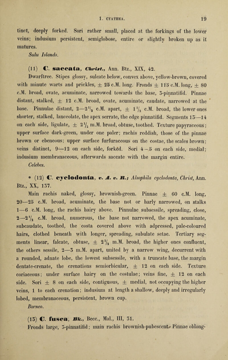 tinct, deeply forked. Sori rather small, placed at the forkings of the lower veins; indusium persistent, semiglobose, entire or slightly broken up as it matures. Sulu Islands. (11) C. saccata, ChristAnn. Btz., XIX, 42. Dwarftree. Stipes glossy, sulcate below, convex above, yellow-brown, covered with minute warts and prickles, ± 25 c.M. long. Fronds ±115 c.M. long, ± 80 c.M. broad, ovate, acuminate, narrowed towards the base, 3-pinnatifid. Pinnae distant, stalked, ± 12 c.M. broad, ovate, acuminate, caudate, narrowed at the base. Pinnulae distant, 2—21/2 c.M. apart, ± iy2 c.M. broad, the lower ones shorter, stalked, lanceolate, the apex serrate, the edge pinnatifid. Segments 13—14 on each side, ligulate, ± 21/2 m.M. broad, obtuse, toothed. Texture papyraceous; upper surface dark-green, under one paler; rachis reddish, those of the pinnae brown or ebeneous; upper surface furfuraceous on the costae, the scales brown; veins distinct, 9—12 on each side, forked. Sori 4 — 5 on each side, medial; indusium membranaceous, afterwards saccate with the margin entire. Celebes. * (12) Ck cyclodonta, t% A. r>. R.; Alsophila cyclodonta, Christ, Ann. Btz., XX, 137. Main rachis naked, glossy, brownish-green. Pinnae ± 60 c.M. long, 20—25 c.M. broad, acuminate, the base not or harly narrowed, on stalks 1— 6 c.M. long, the rachis hairy above. Pinnulae subsessile, spreading, close, 2— 2 ’/2 c.M. broad, numerous, the base not narrowed, the apex acuminate, subcaudate, toothed, the costa covered above with adpressed, pale-coloured hairs, clothed beneath with longer, spreading, subulate setae. Tertiary seg¬ ments linear, falcate, obtuse, ± 2 7, m.M. broad, the higher ones confluent, the others sessile, 2—3 m.M. apart, united by a narrow wing, decurrent with a rounded, adnate lobe, the lowest subsessile, with a truncate base, the margin dentate-crenate, the crenations semiorbicular, ± 12 on each side. Texture coriaceous; under surface hairy on the costulae; veins fine, ± 12 on each side. Sori ± 8 on each side, contiguous, ± medial, not occupying the higher veins, 1 to each crenation; indusium at length a shallow, deeply and irregularly lobed, membranaceous, persistent, brown cup. Borneo. (13) C. fusca, JKfc., Becc., Mai., Ill, 31. Fronds large, 3-pinnatifid; main rachis brownish-pubescent^ Pinnae oblong-