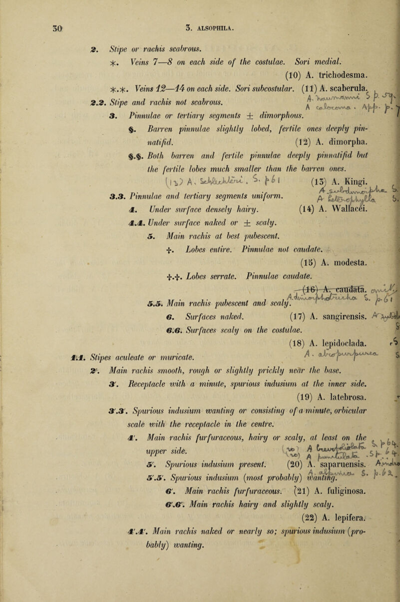 2. Stipe or rachis scabrous. Veins 7—8 on each side of the costulae. Sori medial. (10) A. trichodesma. Veins i2—i4 on each side. Sori subcostular. (11) A. scaberula.^ 2.2. Stipe and rachis not scabrous. 'v' ^ A. j Pinnulae or tertiary segments + dimorphous. ‘ I §. Barren pinnulae slightly lobed, fertile ones deeply pin- nalifid. (12) A. dimorpha. §.§. Both barren and fertile pinnulae deeply pinnatifid but the fertile lobes much smaller than the barren ones. S(13) A. Kingi. 3. 3.3. Pinnulae and tertiary segments uniform. (14) A. Wa Uac,i. IX; & 4L. Under surface densely hairy. £.£=. Under surface naked or + scaly. 3. Main rachis at best pubescent. *J». Lobes entire. Pinnulae not caudate. (15) A. modesta. f Lobes serrate. Pinnulae caudate. j (16) A._catrdafa. 3.3. Main rachis pubescent and scaly. 1 1 h'v* 6. Surfaces naked. (17) A. sangirensis. 6.6. Surfaces scaly on the costulae. (18) A. lepidoclada. 1.1. Stipes aculeate or muricate. $ 2. Main rachis smooth, rough or slightly prickly near the base. 3'. Beceptacle with a minute, spurious indusium at the inner side. (19) A. latebrosa. ♦ 3 .3 . Spurious indusium wanting or consisting of a minute, orbicular scale with the receptacle in the centre. 1’. Main rachis furfuraceous, hairy or scaly, at least on the , . upper side. ^ A 3'. Spurious indusium present. (20) A. saparuensis. Ayw* A > 3'.3'. Spurious indusium [most probably) wanting. 6'. Main rachis furfuraceous. (21) A. fuliginosa. 6.6'. Main rachis hairy and slightly scaly. (22) A. lepifera. Ir'.l'. Main rachis naked or nearly so; spurious indusium (pro¬ bably) wanting.