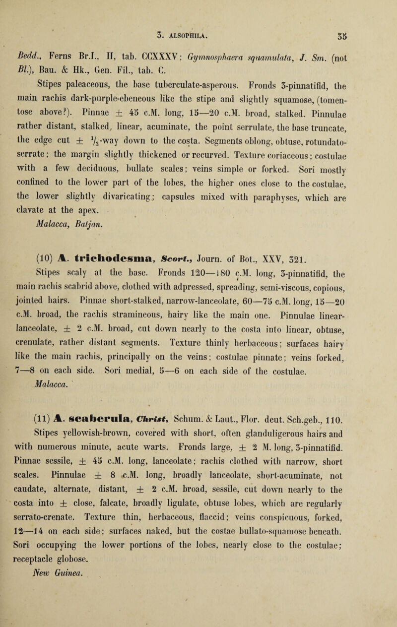 * Bedd., Ferns Br.I., II, tab. CCXXXV; Gymnosphaera squamulata, J. Sm. (not BL), Bau. & Hk, Gen. Fil, tab. C. Stipes paleaceous, the base tuberculate-asperous. Fronds 3-pinnatifid, the main rachis dark-purple-ebeneous like the stipe and slightly squamose, (tomen- tose above?). Pinnae + 45 c.M. long, 15—20 c.M. broad, stalked. Pinnulae rather distant, stalked, linear, acuminate, the point serrulate, the base truncate, the edge cut ± l/2-way down to the costa. Segments oblong, obtuse, rotundato- serrate; the margin slightly thickened or recurved. Texture coriaceous; costulae with a few deciduous, bullate scales; veins simple or forked. Sori mostly confined to the lower part of the lobes, the higher ones close to the costulae, the lower slightly divaricating; capsules mixed with paraphyses, which are clavate at the apex. Malacca, Batjan. (10) Ml. trichodesma, ScortJourn. of Bot., XXV, 321. Stipes scaly at the base. Fronds 120—180 c.M. long, 3-pinnatilid, the main rachis scabrid above, clothed with adpressed, spreading, semi-viscous, copious, jointed hairs. Pinnae short-stalked, narrow-lanceolate, 60—75 c.M. long, 15—20 c.M. broad, the rachis stramineous, hairy like the main one. Pinnulae linear- lanceolate, + 2 c.M. broad, cut down nearly to the costa into linear, obtuse, crenulate, rather distant segments. Texture thinly herbaceous; surfaces hairy like the main rachis, principally on the veins; costulae pinnate; veins forked, 7—8 on each side. Sori medial, 5—6 on each side of the costulae. Malacca. (11) Ml. scaberula, Christ, Schum. &Laut., Flor. deut. Sch.geb., 110. Stipes yellowish-brown, covered with short, often glanduligerous hairs and with numerous minute, acute warts. Fronds large, ± 2 M. long, 3-pinnatifid. Pinnae sessile, ± 45 c.M. long, lanceolate; rachis clothed with narrow, short scales. Pinnulae ± 8 -c.M. long, broadly lanceolate, short-acuminate, not caudate, alternate, distant, ± 2 c.M. broad, sessile, cut down nearly to the costa into ± close, falcate, broadly ligulate, obtuse lobes, which are regularly serrato-crenate. Texture thin, herbaceous, flaccid; veins conspicuous, forked, 12—14 on each side; surfaces naked, but the costae bullato-squamose beneath. Sori occupying the lower portions of the lobes, nearly close to the costulae; receptacle globose. New Guinea.