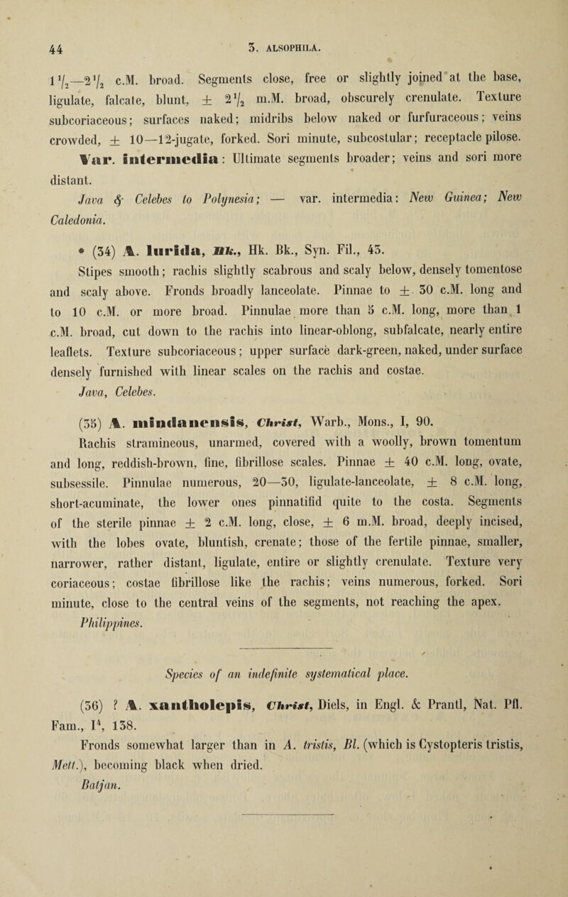 1 i/o_^ V-2 c.M. br°ad- Segments close, free or slightly joined at the base, ligulate, falcate, blunt, ± %% m.M. broad, obscurely crenulate. Texture subcoriaceous; surfaces naked; midribs below naked or furfuraceous; veins crowded, ± 10—1^-jugate, forked. Sori minute, subcostular; receptacle pilose. Tar. BBitermeclia : Ultimate segments broader; veins and sori more distant. Java 4’ Celebes to Polynesia; — var. intermedia: New Guinea; New Caledonia. * (34) A. Ini*lda, JBfc., Hk. Bk., Syn. Fib, 45. Stipes smooth; rachis slightly scabrous and scaly below, densely tomentose and scaly above. Fronds broadly lanceolate. Pinnae to + 30 c.M. long and to 10 c.M. or more broad. Pimiulae more than 5 c.M. long, more than 1 c.M. broad, cut down to the rachis into linear-oblong, subfalcate, nearly entire leaflets. Texture subcoriaceous; upper surface dark-green, naked, under surface densely furnished with linear scales on the rachis and costae. Java, Celebes. (35) A. BiiBBidaBieiisis, Christ, Warb., Mons., I, 90. Rachis stramineous, unarmed, covered with a woolly, brown tomentum and long, reddish-brown, fine, fibrillose scales. Pinnae + 40 c.M. long, ovate, subsessile. Pinnulae numerous, ^0—50, ligulate-lanceolate, + 8 c.M. long, short-acuminate, the lower ones pinnatifid quite to the costa. Segments of the sterile pinnae ± 2 c.M. long, close, + 6 m.M. broad, deeply incised, with the lobes ovate, bluntish, crenate; those of the fertile pinnae, smaller, narrower, rather distant, ligulate, entire or slightly crenulate. Texture very coriaceous; costae fibrillose like the rachis; veins numerous, forked. Sori minute, close to the central veins of the segments, not reaching the apex. Philippines. Species of an indefinite systematical place. (56) ? A. xaiiUioIepi*, Christ, Diels, in Engl. & Prantl, Nat. Pfl. Fain., I4, 138. Fronds somewhat larger than in A. tristis, Bl. (which is Cystopteris tristis, Mett.), becoming black when dried. Batjan.