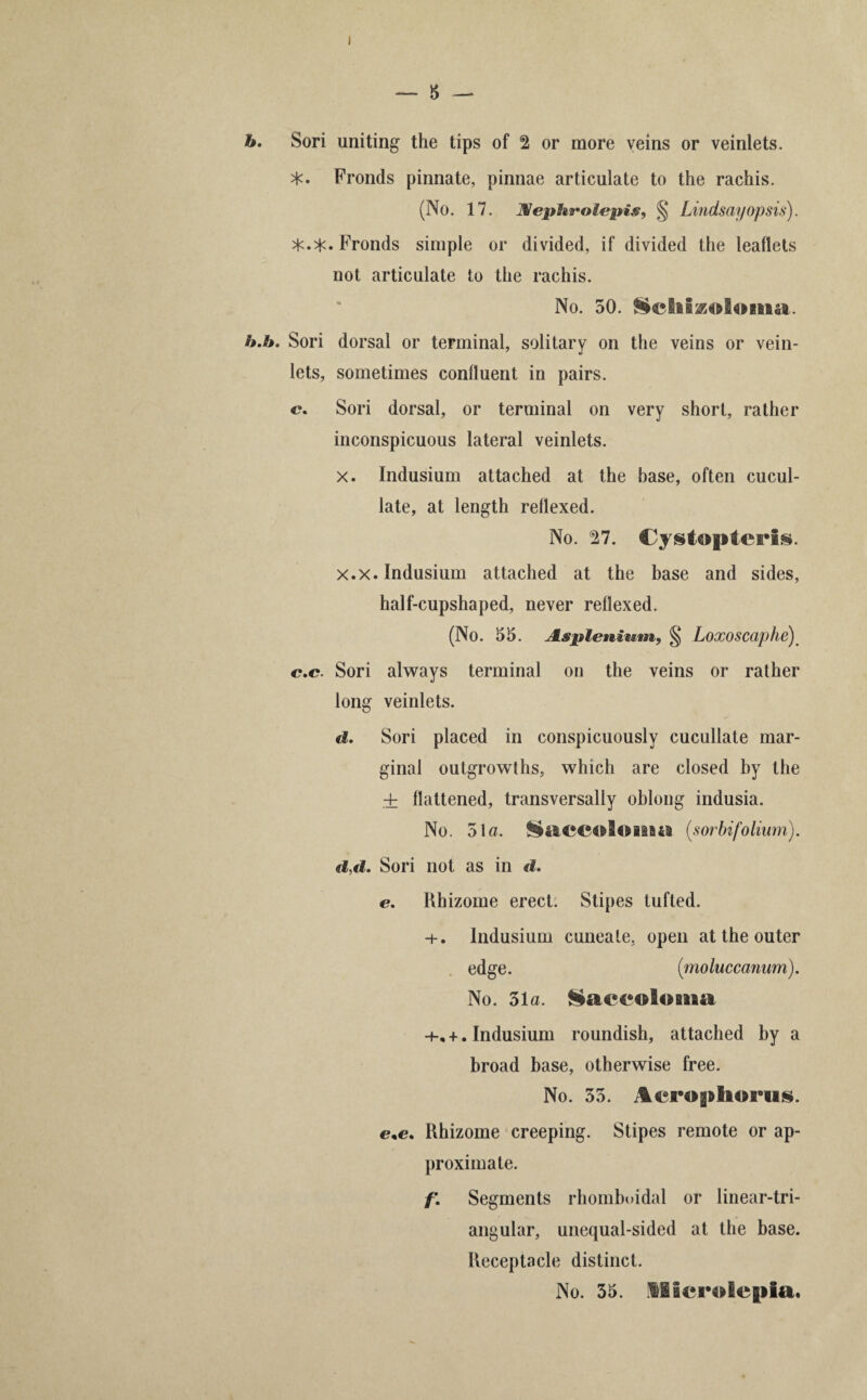 >)<. Fronds pinnate, pinnae articulate to the rachis. (No. 17. JUfephrolepis, § Lindsay op sis). Fronds simple or divided, if divided the leaflets not articulate to the rachis. No. 50. Schizoloma. b,b. Sori dorsal or terminal, solitary on the veins or vein- lets, sometimes confluent in pairs. c. Sori dorsal, or terminal on very short, rather inconspicuous lateral veinlets. x. Indusium attached at the base, often cucul- late, at length reflexed. No. 27. Cystopteris. x.x. Indusium attached at the base and sides, half-cupshaped, never reflexed. (No. 55. A.spl€nimtn9 § Loxoscaphe) c.c. Sori always terminal on the veins or rather long veinlets. d. Sori placed in conspicuously cucullate mar¬ ginal outgrowths, which are closed by the + flattened, transversally oblong indusia. No. 51 a. Saccoloma (sorbifolium). d,d. Sori not as in d. e. Rhizome erect. Stipes tufted. + . Indusium cuneale. open at the outer edge. (moluccannm). No. 51a. §aeeoloma -k +. Indusium roundish, attached by a broad base, otherwise free. No. 55. Acrophoriis. Rhizome creeping. Stipes remote or ap¬ proximate. f\ Segments rhomboidal or linear-tri¬ angular, unequal-sided at the base. Receptacle distinct. No. 55. Microlepia.