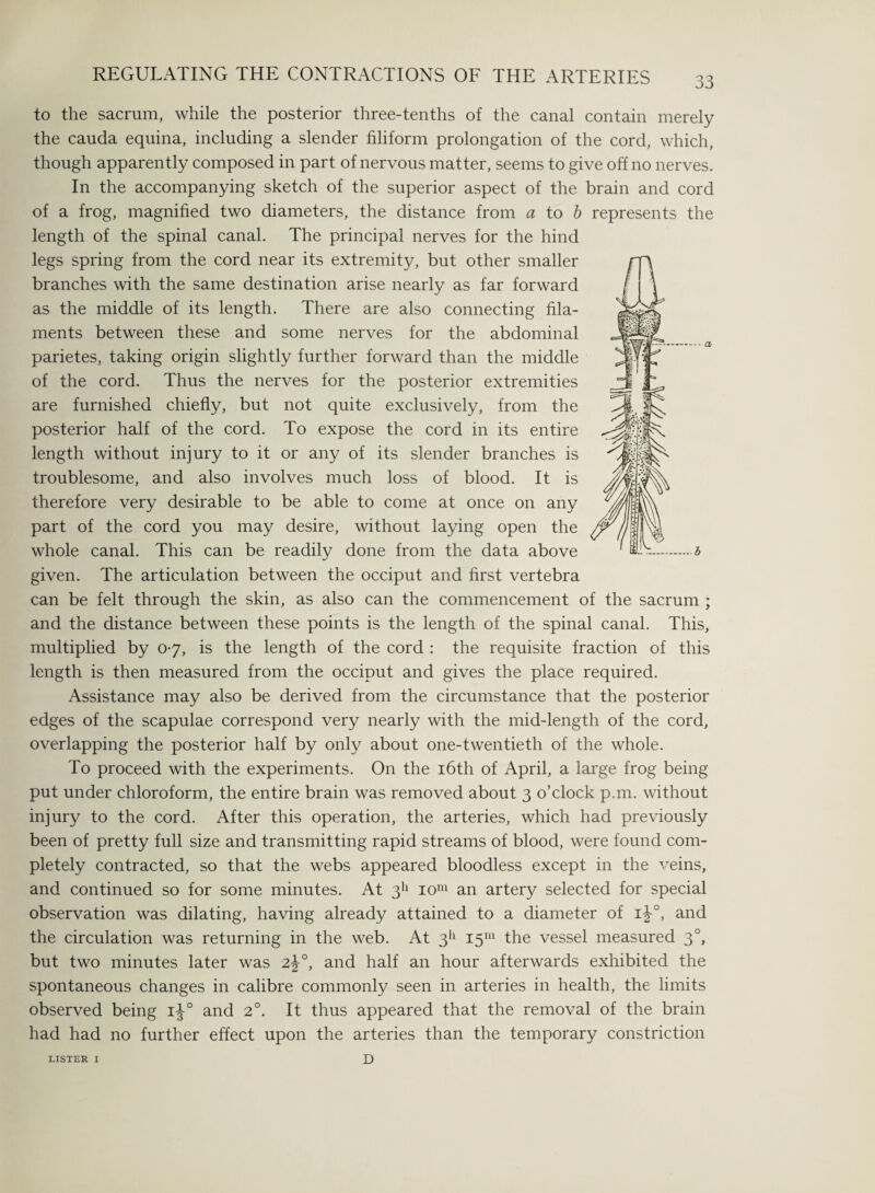 to the sacrum, while the posterior three-tenths of the canal contain merely the cauda equina, including a slender filiform prolongation of the cord, which, though apparently composed in part of nervous matter, seems to give off no nerves. In the accompanying sketch of the superior aspect of the brain and cord of a frog, magnified two diameters, the distance from a to b represents the length of the spinal canal. The principal nerves for the hind legs spring from the cord near its extremity, but other smaller branches with the same destination arise nearly as far forward as the middle of its length. There are also connecting fila¬ ments between these and some nerves for the abdominal parietes, taking origin slightly further forward than the middle of the cord. Thus the nerves for the posterior extremities are furnished chiefly, but not quite exclusively, from the posterior half of the cord. To expose the cord in its entire length without injury to it or any of its slender branches is troublesome, and also involves much loss of blood. It is therefore very desirable to be able to come at once on any part of the cord you may desire, without laying open the whole canal. This can be readily done from the data above given. The articulation between the occiput and first vertebra can be felt through the skin, as also can the commencement of the sacrum ; and the distance between these points is the length of the spinal canal. This, multiplied by 07, is the length of the cord : the requisite fraction of this length is then measured from the occiput and gives the place required. Assistance may also be derived from the circumstance that the posterior edges of the scapulae correspond very nearly with the mid-length of the cord, overlapping the posterior half by only about one-twentieth of the whole. To proceed with the experiments. On the 16th of April, a large frog being put under chloroform, the entire brain was removed about 3 o’clock p.m. without injury to the cord. After this operation, the arteries, which had previously been of pretty full size and transmitting rapid streams of blood, were found com¬ pletely contracted, so that the webs appeared bloodless except in the veins, and continued so for some minutes. At 311 iom an artery selected for special observation was dilating, having already attained to a diameter of i^°, and the circulation was returning in the web. At 311 15111 the vessel measured 30, but two minutes later was 2\°, and half an hour afterwards exhibited the spontaneous changes in calibre commonly seen in arteries in health, the limits observed being i^° and 2°. It thus appeared that the removal of the brain had had no further effect upon the arteries than the temporary constriction LISTER I D