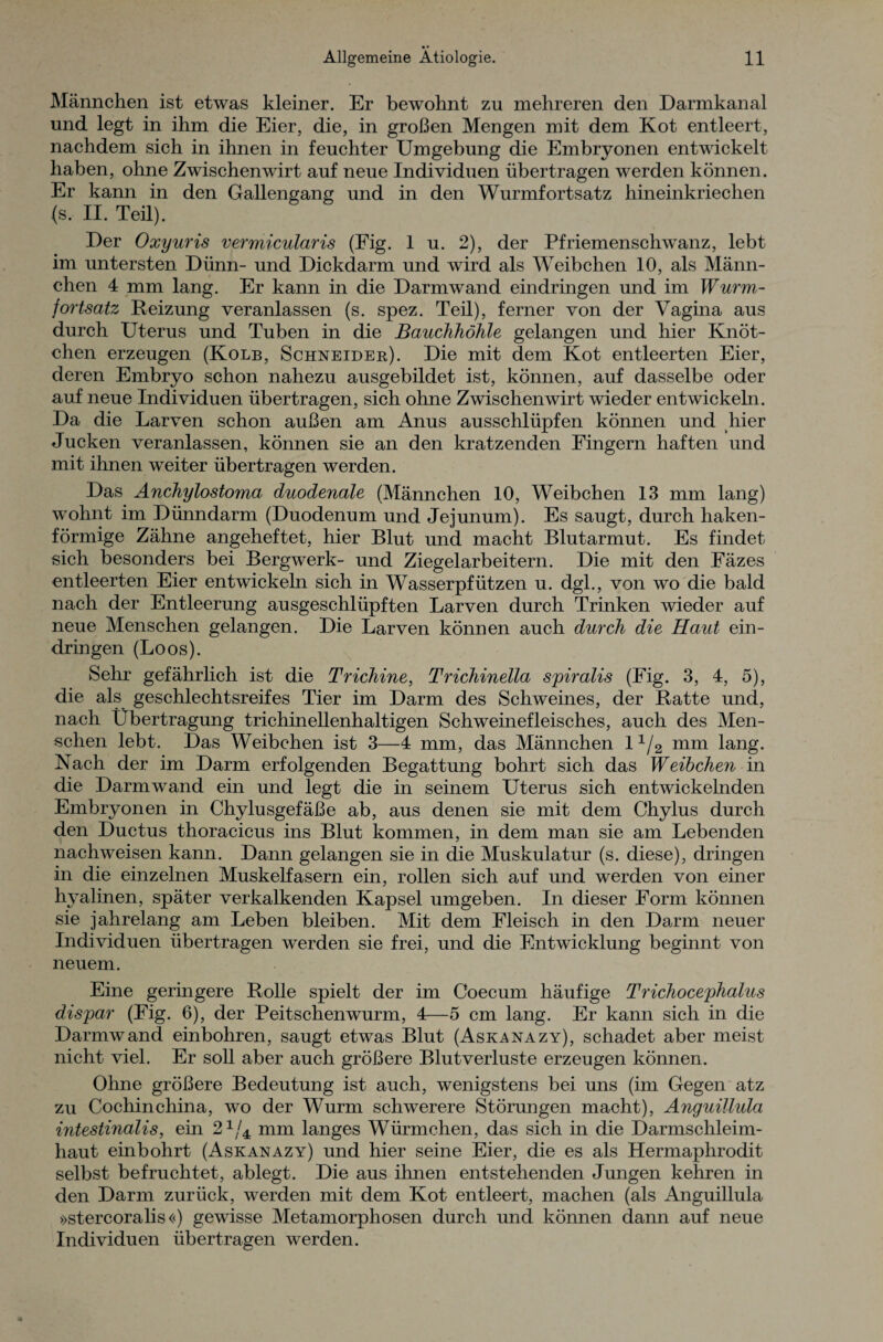 Männchen ist etwas kleiner. Er bewohnt zu mehreren den Darmkanal und legt in ihm die Eier, die, in großen Mengen mit dem Kot entleert, nachdem sich in ihnen in feuchter Umgebung die Embryonen entwickelt haben, ohne Zwischenwirt auf neue Individuen übertragen werden können. Er kann in den Gallengang und in den Wurmfortsatz hineinkriechen (s. II. Teil). Der Oxyuris vermicularis (Fig. 1 u. 2), der Pfriemenschwanz, lebt im untersten Dünn- und Dickdarm und wird als Weibchen 10, als Männ¬ chen 4 mm lang. Er kann in die Darmwand eindringen und im Wurm¬ fortsatz Reizung veranlassen (s. spez. Teil), ferner von der Vagina aus durch Uterus und Tuben in die Bauchhöhle gelangen und hier Knöt¬ chen erzeugen (Kolb, Schneider). Die mit dem Kot entleerten Eier, deren Embryo schon nahezu ausgebildet ist, können, auf dasselbe oder auf neue Individuen übertragen, sich ohne Zwischenwirt wieder entwickeln. Da die Larven schon außen am Anus ausschlüpfen können und hier Jucken veranlassen, können sie an den kratzenden Fingern haften und mit ihnen weiter übertragen werden. Das Anchylostoma duodenale (Männchen 10, Weibchen 13 mm lang) wohnt im Dünndarm (Duodenum und Jejunum). Es saugt, durch haken¬ förmige Zähne angeheftet, hier Blut und macht Blutarmut. Es findet sich besonders bei Bergwerk- und Ziegelarbeitern. Die mit den Fäzes entleerten Eier entwickeln sich in Wasserpfützen u. dgl., von wo die bald nach der Entleerung ausgeschlüpften Larven durch Trinken wieder auf neue Menschen gelangen. Die Larven können auch durch die Haut ein¬ dringen (Loos). Sehr gefährlich ist die Trichine, Trichinella spiralis (Fig. 3, 4, 5), die als geschlechtsreifes Tier im Darm des Schweines, der Ratte und, nach Übertragung trichinellenhaltigen Schweinefleisches, auch des Men¬ schen lebt. Das Weibchen ist 3—4 mm, das Männchen 11/2 mm lang. Nach der im Darm erfolgenden Begattung bohrt sich das Weibchen in die Darm wand ein und legt die in seinem Uterus sich entwickelnden Embryonen in Chylusgefäße ab, aus denen sie mit dem Chylus durch den Ductus thoracicus ins Blut kommen, in dem man sie am Lebenden nachweisen kann. Dann gelangen sie in die Muskulatur (s. diese), dringen in die einzelnen Muskelfasern ein, rollen sich auf und werden von einer hyalinen, später verkalkenden Kapsel umgeben. In dieser Form können sie jahrelang am Leben bleiben. Mit dem Fleisch in den Darm neuer Individuen übertragen werden sie frei, und die Entwicklung beginnt von neuem. Eine geringere Rolle spielt der im Coecum häufige Trichocephalus dispar (Fig. 6), der Peitschen wurm, 4—5 cm lang. Er kann sich in die Darmwand einbohren, saugt etwas Blut (Askanazy), schadet aber meist nicht viel. Er soll aber auch größere Blutverluste erzeugen können. Ohne größere Bedeutung ist auch, wenigstens bei uns (im Gegen atz zu Cochinchina, wo der Wurm schwerere Störungen macht), Anguillula intestinalis, ein 21/4 mm langes Würmchen, das sich in die Darmschleim¬ haut einbohrt (Askanazy) und hier seine Eier, die es als Hermaphrodit selbst befruchtet, ablegt. Die aus ihnen entstehenden Jungen kehren in den Darm zurück, werden mit dem Kot entleert, machen (als Anguillula »stercoralis«) gewisse Metamorphosen durch und können dann auf neue Individuen übertragen werden.