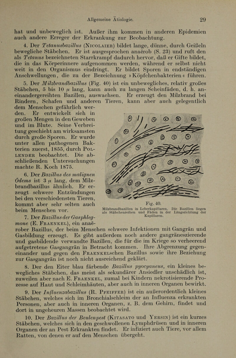 hat und unbeweglich ist. Außer ihm kommen in anderen Epidemien auch andere Erreger der Erkrankung zur Beobachtung. 4. Der Tetanusbazillus (Nicolaier) bildet lange, dünne, durch Geißeln bewegliche Stäbchen. Er ist ausgesprochen anaerob (S. 23) und ruft den als Tetanus bezeichneten Starrkrampf dadurch hervor, daß er Gifte bildet, die in das Körperinnere aufgenommen werden, während er selbst nicht weit in den Organismus eindringt. Er bildet Sporen in endständigen Anschwellungen, die zu der Bezeichnung »Köpfchenbakterien« führen. 5. Der Milzbrandbazillus (Fig. 40) ist ein unbewegliches, relativ großes Stäbchen, 5 bis 10 p lang, kann auch zu langen Scheinfäden, d. h. an¬ einandergereihten Bazillen, auswachsen. Er erzeugt den Milzbrand bei Rindern, Schafen und anderen Tieren, kann aber auch gelegentlich dem Menschen gefährlich wer¬ den. Er entwickelt sich in großen Mengen in den Geweben und im Blute. Seine Verbrei¬ tung geschieht am wirksamsten durch große Sporen. Er wurde unter allen pathogenen Bak¬ terien zuerst, 1855, durch Pol¬ lender beobachtet. Die ab¬ schließenden Untersuchungen machte R. Koch 1875. 6. Der Bazillus des malignen Ödems ist 3 p lang, dem Milz¬ brandbazillus ähnlich. Er er¬ zeugt schwere Entzündungen bei den verschiedensten Tieren, kommt aber sehr selten auch beim Menschen vor. 7. Der Bazillus der Gasphleg- mone (E. Fraenkel), ein anae¬ rober Bazillus, der beim Menschen schwere Infektionen mit Gangrän und Gasbildung erzeugt. Es gibt außerdem noch andere gangräneszierende und gasbildende verwandte Bazillen, die für die im Kriege so verheerend aufgetretene Gasgangrän in Betracht kommen. Ihre Abgrenzung gegen¬ einander und gegen den FRAENKELschen Bazillus sowie ihre Beziehung zur Gasgangrän ist noch nicht ausreichend geklärt. 8. Der den Eiter blau färbende Bazilhis pyocyaneus, ein kleines be¬ wegliches Stäbchen, das meist als sekundärer Ansiedler unschädlich ist, zuweilen aber nach E. Fraenkel, zumal bei Kindern nekrotisierende Pro¬ zesse auf Haut und Schleimhäuten, aber auch in inneren Organen bewirkt. Fig. 40. Milzbrandbazillen in Leberkapillaren. Die Bazillen liegen als Stäbchenreihen und Fäden in der Längsrichtung der Kapillaren. 9. Der Influenzabazillus (R. Pfeiffer) ist ein außerordentlich kleines Stäbchen, welches sich im Bronchialschleim der an Influenza erkrankten Personen, aber auch in inneren Organen, z. B. dem Gehirn, findet und dort in ungeheuren Massen beobachtet wird. 10. Der Bazillus der Beulenpest (Kitasato und Yersin) ist ein kurzes Stäbchen, welches sich in den geschwollenen Lymphdrüsen und in inneren Organen der an Pest Erkrankten findet. Er infiziert auch Tiere, vor allem Ratten, von denen er auf den Menschen übergeht.