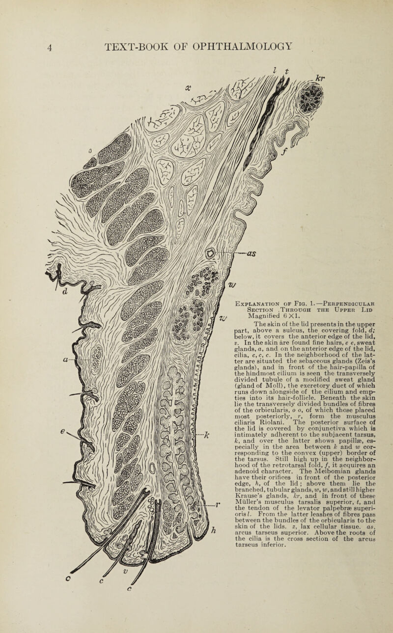 l t _kr Explanation of Fig. 1.—Perpendicular Section Through the Upper Lid Magnified 6X1. The skin of the lid presents in the upper part, above a sulcus, the covering fold, d; below, it covers the anterior edge of the lid, v. In the skin are found fine hairs, e e, sweat glands, a, and on the anterior edge of the lid, cilia, c, c, c. In the neighborhood of the lat¬ ter are situated the sebaceous glands (Zeis’s glands), and in front of the hair-papilla of the hindmost cilium is seen the transversely divided tubule of a modified sweat gland (gland of Moll), the excretory duct of which runs down alongside of the cilium and emp¬ ties into its hair-follicle. Beneath the skin lie the transversely divided bundles of fibres of the orbicularis, o o, of which those placed most posteriorly, r, form the musculus ciliaris Riolani. The posterior surface of the lid is covered by conjunctiva which is intimately adherent to the subjacent tarsus, k, and over the latter shows papillae, es¬ pecially in the area between k and w cor¬ responding to the convex (upper) border of the tarsus. Still high up in the neighbor¬ hood of the retrotarsal fold, /, it acquires an adenoid character. The Meibomian glands have their orifices in front of the posterior edge, h, of the lid ; above them lie the branched, tubular glands, w, w, and still higher Krause’s glands, kr, and in front of these Muller’s musculus tarsalis superior, t, and the tendon of the levator palpebrae superi- orisL From the latter leashes of fibres pass between the bundles of the orbicularis to the skin of the lids, z, lax cellular tissue, as, arcus tarseus superior. Above the roots of the cilia is the cross section of the arcus tarseus inferior.