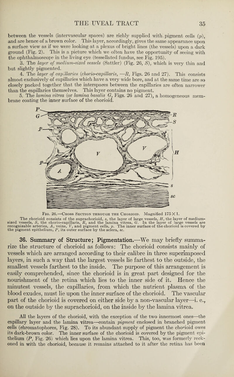 between the vessels (intervascular spaces) are richly supplied with . pigment cells (p), and are hence of a brown color. This layer, accordingly, gives the same appearance upon a surface view as if we were looking at a plexus of bright lines (the vessels) upon a dark ground (Fig. 2). This is a picture which we often have the opportunity of seeing with the ophthalmoscope in the living eye (tessellated fundus, see Fig. 195). 3. The layer of medium-sized vessels (Sattler) (Fig. 26, S), which is very thin and but slightly pigmented. 4. The layer of capillaries (chorio-capillaris, —R, Figs. 26 and 27). This consists almost exclusively of capillaries which have a very wide bore, and at the same time are so closely packed together that the interspaces between the capillaries are often narrower than the capillaries themselves. This layer contains no pigment. 5. The lamina vitrea (or lamina basalis G, Figs. 26 and 27), a homogeneous mem¬ brane coating the inner surface of the chorioid. Fig. 26.—Cross Section through the Chorioid. Magnified 175X1. The chorioid consists of the suprachorioid, s, the layer of large vessels, H, the layer of medium¬ sized vessels, S, the chorio-capillaris, R, and the lamina vitrea, G. In the layer of large vessels are recognizable arteries, A, veins, V, and pigment cells, p. The inner surface of the chorioid is covered by the pigment epithelium, P, its outer surface by the sclera, sc. 36. Summary of Structure; Pigmentation.—We may briefly summa¬ rize the structure of chorioid as follows: The chorioid consists mainly of vessels which are arranged according to their calibre in three superimposed layers, in such a way that the largest vessels lie farthest to the outside, the smallest vessels farthest to the inside. The purpose of this arrangement is easily comprehended, since the chorioid is in great part designed for the nourishment of the retina which lies to the inner side of it. Hence the minutest vessels, the capillaries, from which the nutrient plasma of the blood exudes, must lie upon the inner surface of the chorioid. The vascular part of the chorioid is covered on either side by a non-vascular layer—i. e., on the outside by the suprachorioid, on the inside by the lamina vitrea. All the layers of the chorioid, with the exception of the two innermost ones—the capillary layer and the lamina vitrea—contain pigment enclosed in branched pigment cells (chromatophores, Fig. 28). To its abundant supply of pigment the chorioid owes its dark-brown color. The inner surface of the chorioid is covered by the pigment epi¬ thelium (P, Fig. 26) which lies upon the lamina vitrea. This, too, was formerly reck¬ oned in with the chorioid, because it remains attached to it after the retina has been