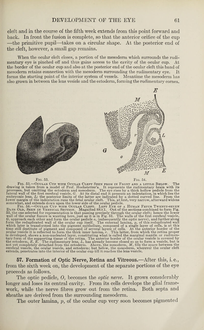 cleft and in the course of the fifth week extends from this point forward and back. In front the fusion is complete, so that the anterior orifice of the cup —the primitive pupil—takes on a circular shape. At the posterior end of the cleft, however, a small gap remains. When the ocular cleft closes, a portion of the mesoderm which surrounds the rudi¬ mentary eye is pinched off and thus gains access to the cavity of the ocular cup. At the border of the ocular cup and also at the posterior end of the ocular cleft this band of mesoderm retains connection with the mesoderm surrounding the rudimentary eye. It forms the starting point of the interior system of vessels. Meantime the mesoderm has also grown in between the lens vesicle and the ectoderm, forming the rudimentary cornea. E Fig. 53. Fig. 54. Fig. 53.—Ocular Cup with Ocular Cleft Seen from in Front and a little Below. < The drawing is taken from a model of Prof. Hochstetter’s. It represents the rudimentary brain with its processes, but omitting the ectoderm and mesoderm. The eye rises by a thick hollow pedicle from the lateral wall of the first cerebral vesicle, G. At its distal end it presents an indentation, in which lies the embryonic lens, L; the posterior limits of the latter are indicated by a dotted curved line. From the lower margin of the indentation runs the fetal ocular cleft. This, at first, very narrow, afterward widens somewhat, and extends down upon the lower side of the ocular pedicle. Fig. 54.—Ocular Cup with Ocular Cleft. Left Eye of a Human Fetus Twenty-seven Days Old, Seen in Vertical Section. Magnified 88X1. Out of the sections combined to form Fig. 53, the one selected for representation is that passing precisely through the ocular cleft; hence the lower wall of the ocular fissure is wanting here, just as it is in Fig. 51. The walls of the first cerebral vesicle, G, approach each other and form the ocular pedicle o, (subsequently the optic nerve), and further along form the reduplicated wall of the ocular cup itself. The external lamina, p, of this reduplicated wall which later is transformed into the pigment epithelium, composed of a single layer of cells, is at this time still destitute of pigment and composed of several layers of cells. At the anterior border of the ocular vesicle it is reflected to form the thick inner lamina, r. This latter, from which the retina proper is developed, shows a non-nucleated layer, constituting what is called the marginal mantle or rudimen¬ tary form of the supporting tissue of the retina. The anterior border of the ocular vesicle is covered by the ectoderm, E, E. The rudimentary lens, L, has already become closed so as to form a vesicle, but is not yet completely detached from the ectoderm. Above, the mesoderm, M, fills the space between the cerebral vesicle, the ocular vesicle, and ectoderm; but below, the mesoderm, wherever the ocular cleft extends, penetrates into the interior of the ocular cup till it reaches the lens vesicle. 57. Formation of Optic Nerve, Retina and Vitreous.—After this, i. e., from the sixth week on, the development of the separate portions of the eye proceeds as follows. The optic pedicle, 0, becomes the optic nerve. It grows considerably longer and loses its central cavity. From its cells develops the glial frame¬ work, while the nerve fibres grow out from the retina. Both septa and sheaths are derived from the surrounding mesoderm. The outer lamina, p, of the ocular cup very soon becomes pigmented