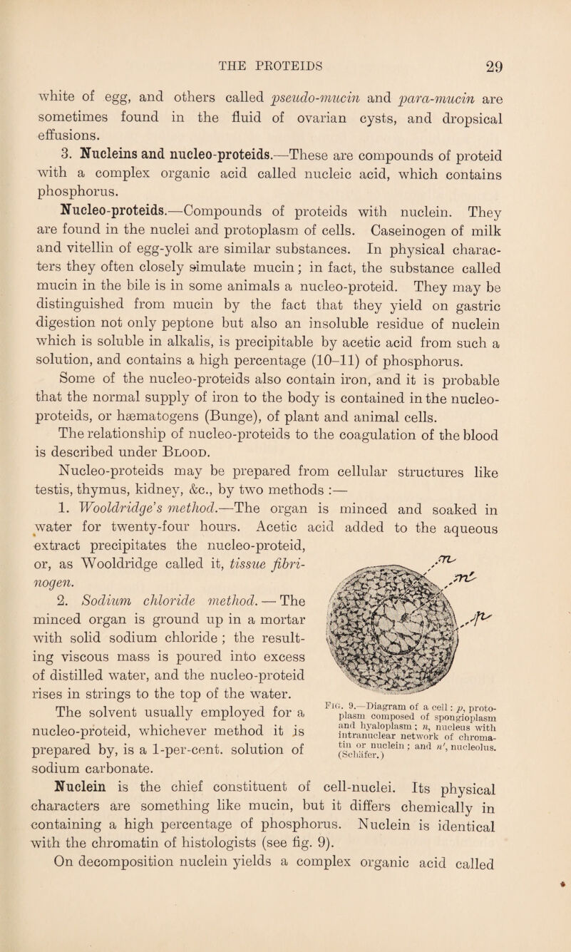 white of egg, and others called pseudo-mucin and parct-mucin are sometimes found in the fluid of ovarian cysts, and dropsical effusions. 3. Nucleins and nucleo-proteids.—These are compounds of proteid with a complex organic acid called nucleic acid, which contains phosphorus. Nucleo-proteids.—Compounds of proteids with nuclein. They are found in the nuclei and protoplasm of cells. Caseinogen of milk and vitellin of egg-yolk are similar substances. In physical charac¬ ters they often closely simulate mucin; in fact, the substance called mucin in the bile is in some animals a nucleo-proteid. They may be distinguished from mucin by the fact that they yield on gastric digestion not only peptone but also an insoluble residue of nuclein which is soluble in alkalis, is precipitable by acetic acid from such a solution, and contains a high percentage (10-11) of phosphorus. Some of the nucleo-proteids also contain iron, and it is probable that the normal supply of iron to the body is contained in the nucleo- proteids, or haematogens (Bunge), of plant and animal cells. The relationship of nucleo-proteids to the coagulation of the blood is described under Blood. Nucleo-proteids may be prepared from cellular structures like testis, thymus, kidney, &c., by two methods :— 1. Wooldridge s method.—The organ is minced and soaked in water for twenty-four hours. Acetic acid added to the aqueous extract precipitates the nucleo-proteid, or, as Wooldridge called it, tissue fibri¬ nogen. 2. Sodium chloride method. — The minced organ is ground up in a mortar with solid sodium chloride ; the result¬ ing viscous mass is poured into excess of distilled water, and the nucleo-proteid rises in strings to the top of the water. The solvent usually employed for a nucleo-proteid, whichever method it is prepared by, is a 1-per-cent, solution of sodium carbonate. Nuclein is the chief constituent of cell-nuclei. Its physical characters are something like mucin, but it differs chemically in containing a high percentage of phosphorus. Nuclein is identical with the chromatin of histologists (see fig. 9). On decomposition nuclein yields a complex organic acid called fru Fig. 9.—Diagram of a cell: p, proto¬ plasm composed of spongioplasm and hyaloplasm ; n, nucleus with intranuclear network of chroma¬ tin or nuclein ; and n' nucleolus. (Schafer.)