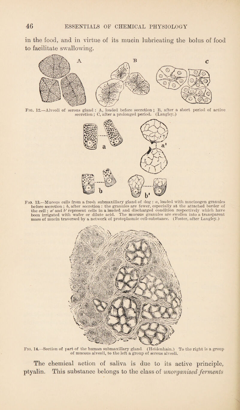 in the food, and in virtue of its mucin lubricating the bolus of food to facilitate swallowing. Fig. 12.—Alveoli of serous gland : A, loaded before secretion ; B, after a short period of active secretion; C, after a prolonged period. (Langley.) Fig. 13.—Mucous cells from a fresh suhmaxillary gland of dog : a, loaded with mucinogen granules before secretion ; b, after secretion : the granules are fewer, especially at the attached border of the cell ; a' and b' represent cells in a loaded and discharged condition respectively which have been irrigated with water or dilute acid. The mucous granules are swollen into a transparent mass of mucin traversed by a network of protoplasmic cell-substance. (Foster, after Langley.) Fig. 14.—Section of part of the human submaxillary gland. (Heidenhain.) To the right is a group of mucous alveoli, to the left a group of serous alveoli. The chemical action of saliva is due to its active principle, ptyalin. This substance belongs to the class of unorganised ferments