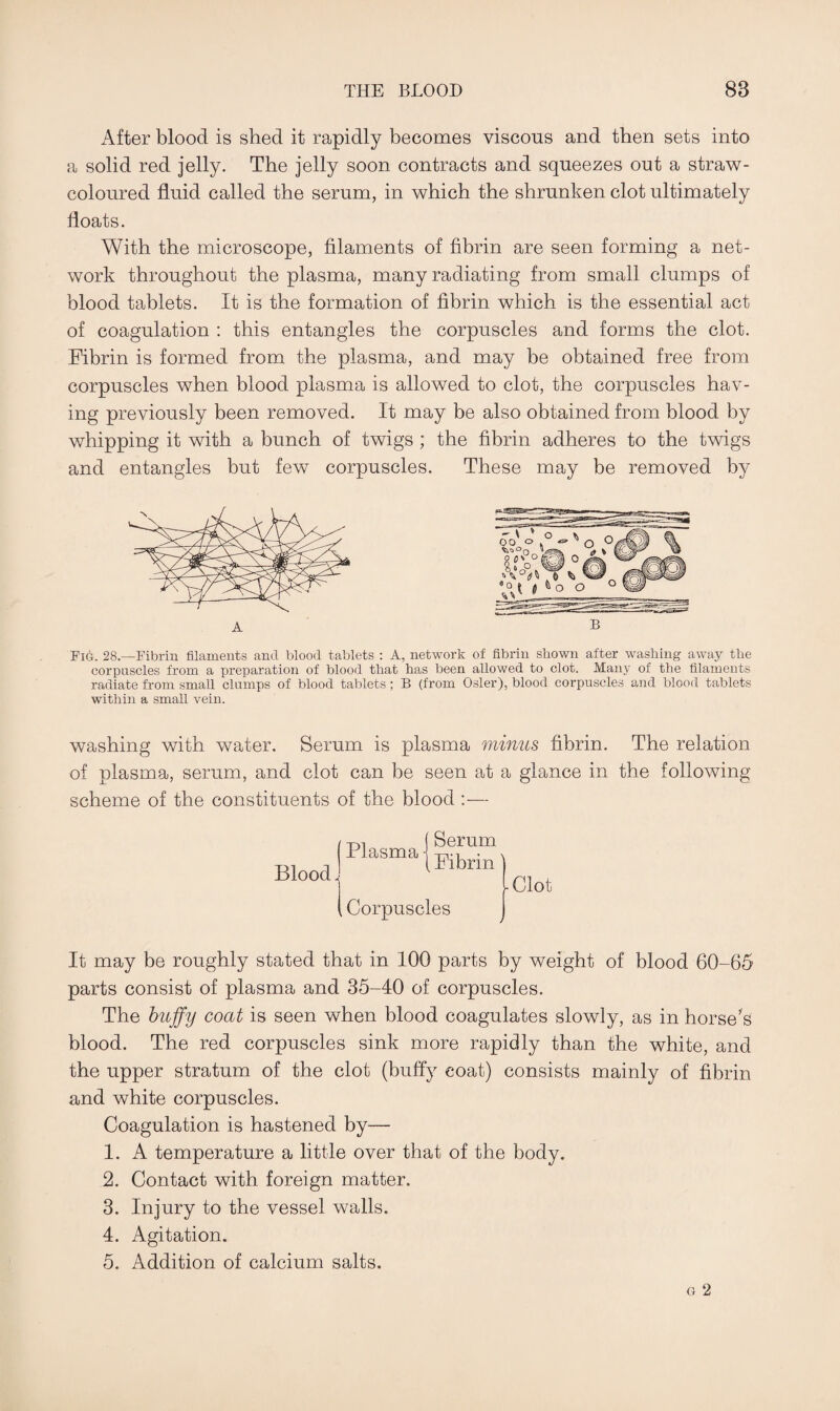 After blood is shed it rapidly becomes viscous and then sets into a solid red jelly. The jelly soon contracts and squeezes out a straw- coloured fluid called the serum, in which the shrunken clot ultimately floats. With the microscope, filaments of fibrin are seen forming a net¬ work throughout the plasma, many radiating from small clumps of blood tablets. It is the formation of fibrin which is the essential act of coagulation : this entangles the corpuscles and forms the clot. Fibrin is formed from the plasma, and may be obtained free from corpuscles when blood plasma is allowed to clot, the corpuscles hav¬ ing previously been removed. It may be also obtained from blood by whipping it with a bunch of twigs ; the fibrin adheres to the twigs and entangles but few corpuscles. These may be removed by B A Fig. 28.—Fibrin filaments and blood tablets : A, network of fibrin shown after washing away the corpuscles from a preparation of blood that has been allowed to clot. Many of the filaments radiate from small clumps of blood tablets ; B (from Osier), blood corpuscles and blood tablets within a small vein. washing with water. Serum is plasma minus fibrin. The relation of plasma, serum, and clot can be seen at a glance in the following scheme of the constituents of the blood :— It may be roughly stated that in 100 parts by weight of blood 60-65 parts consist of plasma and 35-40 of corpuscles. The huffy coat is seen when blood coagulates slowly, as in horse’s blood. The red corpuscles sink more rapidly than the white, and the upper stratum of the clot (buffy coat) consists mainly of fibrin and white corpuscles. Coagulation is hastened by— 1. A temperature a little over that of the body. 2. Contact with foreign matter. 3. Injury to the vessel walls. 4. Agitation. 5. Addition of calcium salts.