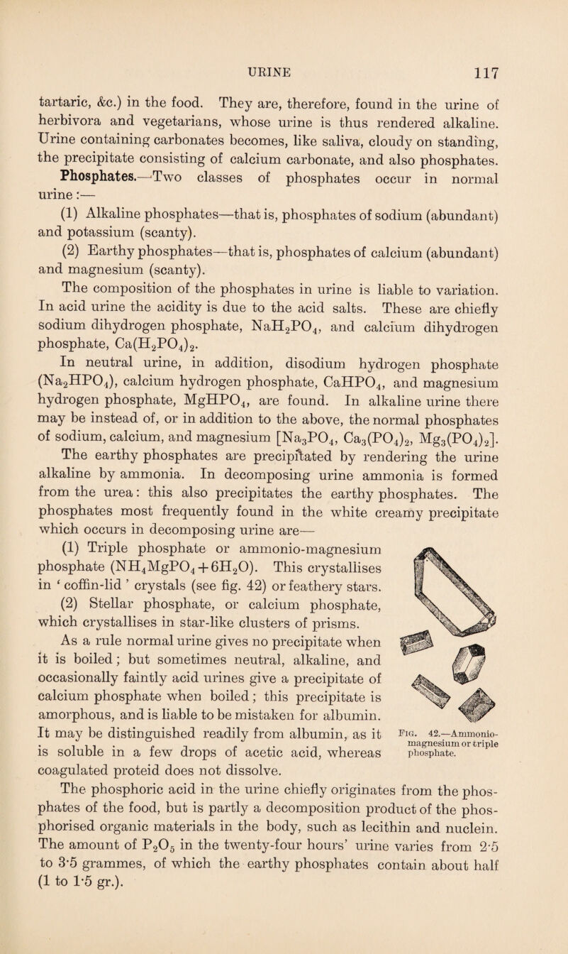 tartaric, &c.) in the food. They are, therefore, found in the urine of herbivora and vegetarians, whose urine is thus rendered alkaline. Urine containing carbonates becomes, like saliva, cloudy on standing, the precipitate consisting of calcium carbonate, and also phosphates. Phosphates.—Two classes of phosphates occur in normal urine:— (1) Alkaline phosphates—that is, phosphates of sodium (abundant) and potassium (scanty). (2) Earthy phosphates—that is, phosphates of calcium (abundant) and magnesium (scanty). The composition of the phosphates in urine is liable to variation. In acid urine the acidity is due to the acid salts. These are chiefly sodium dihydrogen phosphate, NaH2P04, and calcium dihydrogen phosphate, Ca(H2P04)2. In neutral urine, in addition, disodium hydrogen phosphate (Na2HP04), calcium hydrogen phosphate, CaHP04, and magnesium hydrogen phosphate, MgHP04, are found. In alkaline urine there may be instead of, or in addition to the above, the normal phosphates of sodium, calcium, and magnesium [Na3P04, Ca3(P04)2, Mg3(P04)2]. The earthy phosphates are precipitated by rendering the urine alkaline by ammonia. In decomposing urine ammonia is formed from the urea: this also precipitates the earthy phosphates. The phosphates most frequently found in the white creamy precipitate which occurs in decomposing urine are— (1) Triple phosphate or ammonio-magnesium phosphate (NH4MgP04 + 6H20). This crystallises in ‘ coffin-lid ’ crystals (see fig. 42) or feathery stars. (2) Stellar phosphate, or calcium phosphate, which crystallises in star-like clusters of prisms. As a rule normal urine gives no precipitate when it is boiled; but sometimes neutral, alkaline, and occasionally faintly acid urines give a precipitate of calcium phosphate when boiled; this precipitate is amorphous, and is liable to be mistaken for albumin. It may be distinguished readily from albumin, as it is soluble in a few drops of acetic acid, whereas coagulated proteid does not dissolve. The phosphoric acid in the urine chiefly originates from the phos¬ phates of the food, but is partly a decomposition product of the phos- phorised organic materials in the body, such as lecithin and nuclein. The amount of P205 in the twenty-four hours’ urine varies from 2*5 to 3-5 grammes, of which the earthy phosphates contain about half (1 to 1*5 gr.). Pig. 42.—Ammonio- magnesium or triple phosphate.