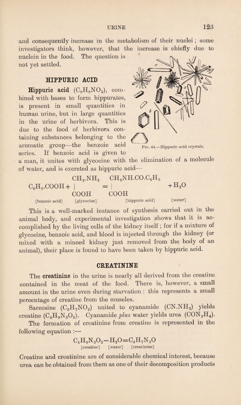and consequently increase in the metabolism of their nuclei; some investigators think, however, that the increase is chiefly due to nuclein in the food. The question is not yet settled. HIPPURIC ACID Hippuric acid (C9H9N03), com¬ bined with bases to form hippurates, is present in small quantities in human urine, but in large quantities in the urine of herbivora. This is due to the food of herbivora con¬ taining substances belonging to the aromatic group—the benzoic acid series. If benzoic acid is given to a man, it unites with glycocine with the elimination of a molecule of water, and is excreted as hippuric acid— ch2.nh2 CH2NH.CO.C6H6 C6H5.COOH+ I +h20 COOH COOH [benzoic acid] [glycocine] [hippuric acid] [water] This is a well-marked instance of synthesis carried out in the animal body, and experimental investigation shows that it is ac¬ complished by the living cells of the kidney itself; for if a mixture of glycocine, benzoic acid, and blood is injected through the kidney (or mixed with a minced kidney just removed from the body of an animal), their place is found to have been taken by hippuric acid. CREATININE The creatinine in the urine is nearly all derived from the creatine contained in the meat of the food. There is, however, a small amount in the urine even during starvation : this represents a small percentage of creatine from the muscles. Sarcosine (C3H7N02) united to cyanamide (CN.NH2) yields creatine (C4H9N302). Cyanamide plus water yields urea (CON2H4). The formation of creatinine from creatine is represented in the following equation :— C4H9N302—H20=C4H7N30 [creatine] [water] [creatinine] Creatine and creatinine are of considerable chemical interest, because urea can be obtained from them as one of their decomposition products