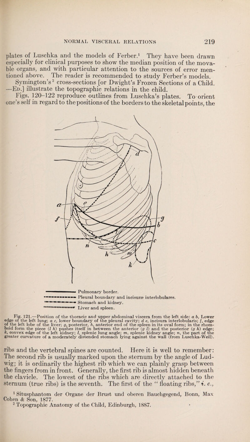 plates of Luschka and the models of Ferber.1 They have been drawn especially for clinical purposes to show the median position of the mova¬ ble organs, and with particular attention to the sources of error men¬ tioned above. The reader is recommended to study Ferber’s models. Symington’s2 cross-sections [or Dwight’s Frozen Sections of a Child. —Ed.] illustrate the topographic relations in the child. Figs. 120-122 reproduce outlines from Luschka’s plates. To orient one’s self in regard to the positions of the borders to the skeletal points, the ■■ ' ' Pulmonary border. —---------- Pleural boundary and incisurse interlobulares. Stomach and kidney. *******•••••••••«•••« Ljver antj spleen. Fig. 121.—Position of the thoracic and upper abdominal viscera from the left side: a b, Lower edge of the left lung; a c, lower boundary of the pleural cavity; d e, incisura interlobularis; f, edge of the left lobe of the liver; g, posterior, h, anterior end of the spleen in its oval form; in the rhom¬ boid form the piece (Z h) pushes itself in between the anterior (g l) and the posterior (g h) edge; k, convex edge of the left kidney; Z, splenic lung angle; m, splenic kidney angle; n, the part of the greater curvature of a moderately distended stomach lying against the wall (from Luschka-Weil). ribs and the vertebral spines are counted. Here it is well to remember: The second rib is usually marked upon the sternum by the angle of Lud¬ wig; it is ordinarily the highest rib which we can plainly grasp between the fingers from in front. Generally, the first rib is almost hidden beneath the clavicle. The lowest of the ribs which are directly attached to the sternum (true ribs) is the seventh. The first of the “ floating ribs,” i. e., 1 Situsphantom der Organe der Brust und oberen Bauchgegend, Bonn, Max Cohen & Son, 1877. 2 Topographie Anatomy of the Child, Edinburgh, 1887.