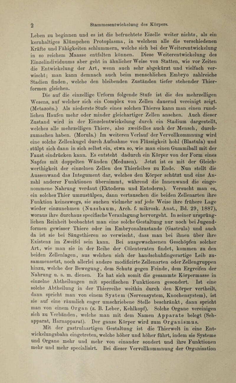 Leben zu beginnen und es ist die befruchtete Eizelle weiter nichts, als ein kernhaltiges Klümpchen Protoplasma, in welchem alle die verschiedenen Kräfte und Fähigkeiten schlummern, welche sich bei der Weiterentwickelung in so reichem Maasse entfalten können. Diese Weiterentwickelung des Einzelindividuums aber geht in ähnlicherWeise von Statten, wie vor Zeiten die Entwickelung der Art, wenn auch sehr abgekürzt und vielfach ver¬ wischt; man kann demnach auch beim menschlichen Embryo zahlreiche Stadien finden, welche den bleibenden Zuständen tiefer stehender Thier¬ formen gleichen. Die auf die einzellige Urform folgende Stufe ist die des mehrzelligen Wesens, auf welcher sich ein Complex von Zellen dauernd vereinigt zeigt. (Metazoen.) Als niederste Stufe eines solchen Thieres kann man einen rund¬ lichen Haufen mehr oder minder gleichartiger Zellen ansehen. Auch dieser Zustand wird in der Einzelentwickelung durch ein Stadium dargestellt, welches alle mehrzelligen Thiere, also zweifellos auch der Mensch, durch¬ zumachen haben. (Morula.) Im weiteren Verlauf der Vervollkommnung wird eine solche Zellenkugel durch Aufnahme von Flüssigkeit hohl (Blastula) und stülpt sich dann in sich selbst ein, etwa so, wie man einen Gummiball mit der Faust eindrücken kann. Es entsteht dadurch ein Körper von der Form eines Napfes mit doppelten Wänden (Medusen). Jetzt ist es mit der Gleich- werthigkeit der einzelnen Zellen des Thierleibes zu Ende. Nun stellt die Aussenwand das Integument dar, welches den Körper schützt und eine An¬ zahl anderer Funktionen übernimmt, während die Innenwand die einge¬ nommene Nahrung verdaut (Ektoderm und Entoderm). Versucht man es, ein solches Thier umzustülpen, dann vertauschen die beiden Zellenarten ihre Funktion keineswegs, sie suchen vielmehr auf jede Weise ihre frühere Lage wieder einzunehmen (Nussbaum, Arch. f. mikrosk. Anat., Bd. 29, 1887), woraus ihre durchaus specifische Veranlagung hervorgeht. In seiner ursprüng¬ lichen Reinheit beobachtet man eine solche Gestaltung nur noch bei Jugend¬ formen gewisser Thiere oder im Embryonalzustande (Gastrula) und auch da ist sie bei Säugethieren so verwischt, dass man bei ihnen über ihre Existenz im Zweifel sein kann. Bei ausgewachsenen Geschöpfen solcher Art, wie man sie in der Reihe der Cölenteraten findet, kommen zu den beiden Zellenlagen, aus welchen sich der handschuhfingerartige Leib zu¬ sammensetzt, noch allerlei andere modificirte Zellenarten oder Zellengruppen hinzu, welche der Bewegung, dem Schutz gegen Feinde, dem Ergreifen der Nahrung u. a. m. dienen. Es hat sich somit die gesammte Körpermasse in einzelne Abtheilungen mit specifischen Funktionen gesondert. Ist eine solche Abtheilung in der Thierreihe weithin durch den Körper vertheilt, dann spricht man von einem System (Nervensystem, Knochensystem), ist sie auf eine räumlich enger umschriebene Stelle beschränkt, dann spricht man von einem Organ (z. B. Leber, Kehlkopf). Solche Organe vereinigen sich zu Verbänden, welche man mit dem Namen Apparate belegt (Seh¬ apparat, Harnapparat). Der ganze Körper wird zum Organismus. Mit der gastrulaartigen Gestaltung ist die Thierwelt in eine Ent¬ wickelungsbahn eingetreten, welche höher und höher führt, indem sie Systeme und Organe mehr und mehr von einander sondert und ihre Funktionen mehr und mehr specialisirt. Bei dieser Vervollkommnung der Organisation