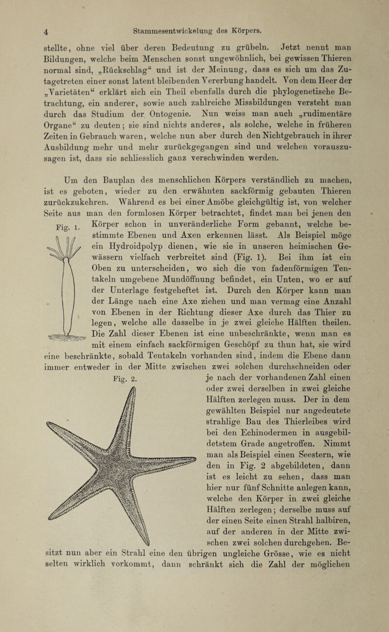 stellte, ohne viel über deren Bedeutung zu grübeln. Jetzt nennt man Bildungen, welche beim Menschen sonst ungewöhnlich, bei gewissen Thieren normal sind, „Rückschlag“ und ist der Meinung, dass es sich um das Zu¬ tagetreten einer sonst latent bleibenden Vererbung handelt. Von dem Heer der „Varietäten“ erklärt sich ein Theil ebenfalls durch die phylogenetische Be¬ trachtung, ein anderer, sowie auch zahlreiche Missbildungen versteht man durch das Studium der Ontogenie. Nun weiss man auch „rudimentäre Organe“ zu deuten; sie sind nichts anderes, als solche, welche in früheren Zeiten in Gebrauch waren, welche nun aber durch den Nichtgebrauch in ihrer Ausbildung mehr und mehr zurückgegangen sind und welchen vorauszu¬ sagen ist, dass sie schliesslich ganz verschwinden werden. Um den Bauplan des menschlichen Körpers verständlich zu machen, ist es geboten, wieder zu den erwähnten sackförmig gebauten Thieren zurückzukehren. Während es bei einer Amöbe gleichgültig ist, von welcher Seite aus man den formlosen Körper betrachtet, findet man bei jenen den Körper schon in unveränderliche Form gebannt, welche be¬ stimmte Ebenen und Axen erkennen lässt. Als Beispiel möge ein Hydroidpolyp dienen, wie sie in unseren heimischen Ge¬ wässern vielfach verbreitet sind (Fig. 1). Bei ihm ist ein Oben zu unterscheiden, wo sich die von fadenförmigen Ten¬ takeln umgebene Mundöffnung befindet, ein Unten, wo er auf der Unterlage festgeheftet ist. Durch den Körper kann man der Länge nach eine Axe ziehen und man vermag eine Anzahl von Ebenen in der Richtung dieser Axe durch das Thier zu legen, welche alle dasselbe in je zwei gleiche Hälften theilen. Die Zahl dieser Ebenen ist eine unbeschränkte, wenn man es mit einem einfach sackförmigen Geschöpf zu thun hat, sie wird eine beschränkte, sobald Tentakeln vorhanden sind, indem die Ebene dann immer entweder in der Mitte zwischen zwei solchen durchschneiden oder je nach der vorhandenen Zahl einen oder zwei derselben in zwei gleiche Hälften zerlegen muss. Der in dem gewählten Beispiel nur angedeutete strahlige Bau des Thierleibes wird bei den Echinodermen in ausgebil¬ detstem Grade angetroffen. Nimmt man als Beispiel einen Seestern, wie den in Fig. 2 abgebildeten, dann ist es leicht zu sehen, dass man hier nur fünf Schnitte anlegen kann, welche den Körper in zwei gleiche Hälften zerlegen; derselbe muss auf der einen Seite einen Strahl halbiren, auf der anderen in der Mitte zwi¬ schen zwei solchen durchgehen. Be¬ sitzt nun aber ein Strahl eine den übrigen ungleiche Grösse, wie es nicht selten wirklich vorkommt, dann schränkt sich die Zahl der möglichen