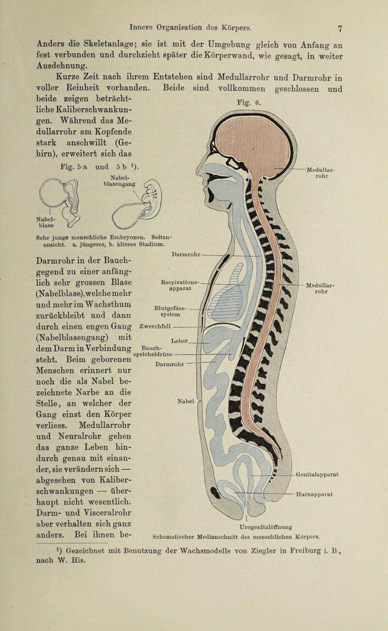 Anders die Skeletanlage; sie ist mit der Umgebung gleich von Anfang an fest verbunden und durchzieht später die Körperwand, wie gesagt, in weiter Ausdehnung. Kurze Zeit nach ihrem Entstehen sind Medullarrohr und Darmrohr in voller Reinheit vorhanden. Beide sind vollkommen geschlossen und beide zeigen betracht- 6 liehe Kaliberschwankun¬ gen. Während das Me¬ dullarrohr am Kopfende stark anschwillt (Ge¬ hirn), erweitert sich das Fig. 5 a und 5 t) 1). Nabel¬ blasengang Blutgefäss¬ system Bauch¬ speicheldrüse Darmrohr Nabel- blase Sehr junge menschliche Embryonen. Seiten¬ ansicht. a. jüngeres, b. älteres Stadium. Darmrohr in der Bauch¬ gegend zu einer anfäng¬ lich sehr grossen Blase (Nabelblase),welche mehr und mehr im Wachsthum zurückbleibt und dann durch einen engen Gang Zwerchfell (Nabelblasengang) mit dem Darm in Verbindung steht. Beim geborenen Menschen erinnert nur noch die als Nabel be- zeichnete Narbe an die Stelle, an welcher der Gang einst den Körper verliess. Medullarrohr und Neuralrohr gehen das ganze Leben hin¬ durch genau mit einan¬ der, sie verändern sich — abgesehen von Kaliber¬ schwankungen — über¬ haupt nicht wesentlich. Darm- und Visceralrohr aber verhalten sich ganz anders. Bei ihnen be- Darmrohr Respirations¬ apparat Medullar¬ rohr Medullar¬ rohr Leber Nabel Genitalapparat Harnapparat Urogenitalöffnung Schematischer Medianschnitt des menschlichen Körpers. D Gezeichnet mit Benutzung der Wachsmodelle von Ziegler in Freiburg i. B., nach W. His.
