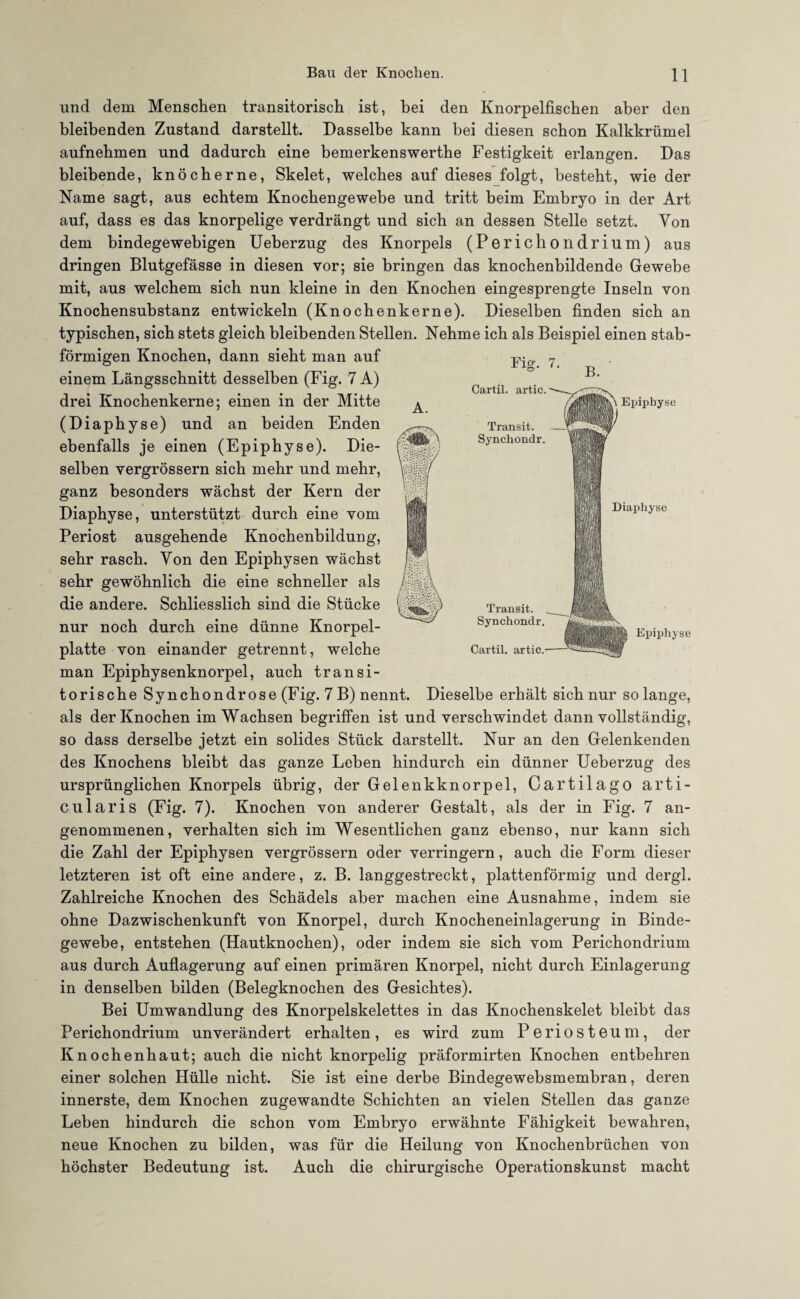 und dem Menschen transitorisch ist, bei den Knorpelfischen aber den bleibenden Zustand darstellt. Dasselbe kann bei diesen schon Kalkkrümel aufnebmen und dadurch eine bemerkenswertbe Festigkeit erlangen. Das bleibende, knöcherne, Skelet, welches auf dieses folgt, besteht, wie der Name sagt, aus echtem Knochengewebe und tritt beim Embryo in der Art auf, dass es das knorpelige verdrängt und sich an dessen Stelle setzt. Von dem bindegewebigen Ueberzug des Knorpels (Perichondrium) aus dringen Blutgefässe in diesen vor; sie bringen das knocbenbildende Gewebe mit, aus welchem sich nun kleine in den Knochen eingesprengte Inseln von Knocbensubstanz entwickeln (Knocbenkerne). Dieselben finden sich an typischen, sich stets gleich bleibenden Stellen. Nehme ich als Beispiel einen stab¬ förmigen Knochen, dann sieht man auf einem Längsschnitt desselben (Fig. 7 A) drei Knochenkerne; einen in der Mitte (Diaphyse) und an beiden Enden ebenfalls je einen (Epiphyse). Die¬ selben vergrössern sich mehr und mehr, ganz besonders wächst der Kern der Diaphyse, unterstützt durch eine vom Periost ausgehende Knochenbildung, sehr rasch. Von den Epiphysen wächst sehr gewöhnlich die eine schneller als die andere. Schliesslich sind die Stücke nur noch durch eine dünne Knorpel¬ platte von einander getrennt, welche man Epiphysenknorpel, auch transi¬ torische Synchondrose(Fig. 7B) nennt. Dieselbe erhält sich nur so lange, als der Knochen im Wachsen begriffen ist und verschwindet dann vollständig, so dass derselbe jetzt ein solides Stück darstellt. Nur an den Gelenkenden des Knochens bleibt das ganze Leben hindurch ein dünner Ueberzug des ursprünglichen Knorpels übrig, der Gelenkknorpel, Cartilago arti- cularis (Fig. 7). Knochen von anderer Gestalt, als der in Fig. 7 an¬ genommenen, verhalten sich im Wesentlichen ganz ebenso, nur kann sich die Zahl der Epiphysen vergrössern oder verringern, auch die Form dieser letzteren ist oft eine andere, z. B. langgestreckt, plattenförmig und dergl. Zahlreiche Knochen des Schädels aber machen eine Ausnahme, indem sie ohne Dazwischenkunft von Knorpel, durch Knocheneinlagerung in Binde¬ gewebe, entstehen (Hautknochen), oder indem sie sich vom Perichondrium aus durch Auflagerung auf einen primären Knorpel, nicht durch Einlagerung in denselben bilden (Belegknochen des Gesichtes). Bei Umwandlung des Knorpelskelettes in das Knochenskelet bleibt das Perichondrium unverändert erhalten, es wird zum Periosteum, der Knochenhaut; auch die nicht knorpelig präformirten Knochen entbehren einer solchen Hülle nicht. Sie ist eine derbe Bindegewebsmembran, deren innerste, dem Knochen zugewandte Schichten an vielen Stellen das ganze Leben hindurch die schon vom Embryo erwähnte Fähigkeit bewahren, neue Knochen zu bilden, was für die Heilung von Knochenbrüchen von höchster Bedeutung ist. Auch die chirurgische Operationskunst macht Fig. 7. B Cartil. artic. Transit. Synchondr. Transit. Synchondr. Cartil. artic. Epiphyse Diaphyse BBSIillll Epiphyse