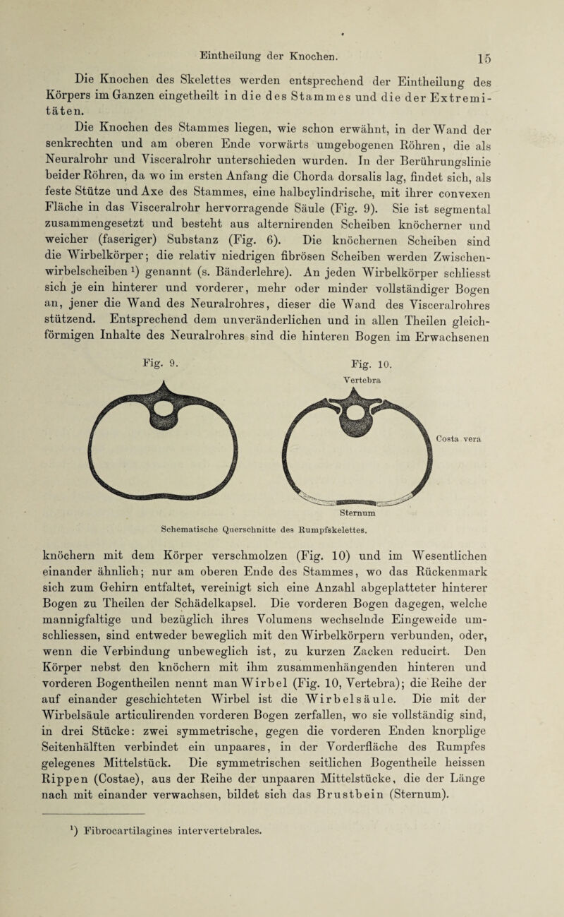 Die Knochen des Skelettes werden entsprechend der Eintheilung des Körpers im Ganzen eingetheilt in die des Stammes und die der Extremi¬ täten. Die Knochen des Stammes liegen, wie schon erwähnt, in der Wand der senkrechten und am oberen Ende vorwärts umgebogenen Röhren, die als Neuralrohr und Visceralrohr unterschieden wurden. In der Berührungslinie beider Röhren, da wo im ersten Anfang die Chorda dorsalis lag, findet sich, als feste Stütze und Axe des Stammes, eine halbcylindrische, mit ihrer convexen Fläche in das Visceralrohr hervorragende Säule (Fig. 9). Sie ist segmental zusammengesetzt und besteht aus alternirenden Scheiben knöcherner und weicher (faseriger) Substanz (Fig. 6). Die knöchernen Scheiben sind die AVirbelkörper; die relativ niedrigen fibrösen Scheiben werden Zwischen¬ wirbelscheiben genannt (s. Bänderlehre). An jeden Wirbelkörper schliesst sich je ein hinterer und vorderer, mehr oder minder vollständiger Bogen an, jener die Wand des Neuralrohres, dieser die Wand des Visceralrohres stützend. Entsprechend dem unveränderlichen und in allen Theilen gleich¬ förmigen Inhalte des Neuralrohres sind die hinteren Bogen im Erwachsenen Fig. 9. Fig. 10. Vertebra Costa vera Sternum Schematische Querschnitte des Rumpfskelettes. knöchern mit dem Körper verschmolzen (Fig. 10) und im Wesentlichen einander ähnlich; nur am oberen Ende des Stammes, wo das Rückenmark sich zum Gehirn entfaltet, vereinigt sich eine Anzahl abgeplatteter hinterer Bogen zu Theilen der Schädelkapsel. Die vorderen Bogen dagegen, welche mannigfaltige und bezüglich ihres Volumens wechselnde Eingeweide um- schliessen, sind entweder beweglich mit den Wirbelkörpern verbunden, oder, wenn die Verbindung unbeweglich ist, zu kurzen Zacken reducirt. Den Körper nebst den knöchern mit ihm zusammenhängenden hinteren und vorderen Bogentheilen nennt man Wirbel (Fig. 10, Vertebra); die Reihe der auf einander geschichteten Wirbel ist die Wirbelsäule. Die mit der Wirbelsäule articulirenden vorderen Bogen zerfallen, wo sie vollständig sind, in drei Stücke: zwei symmetrische, gegen die vorderen Enden knorplige Seitenhälften verbindet ein unpaares, in der Vorderfläche des Rumpfes gelegenes Mittelstück. Die symmetrischen seitlichen Bogentheile heissen Rippen (Costae), aus der Reihe der unpaaren Mittelstücke, die der Länge nach mit einander verwachsen, bildet sich das Brustbein (Sternum). *) Fibrocartilagines intervertebrales.
