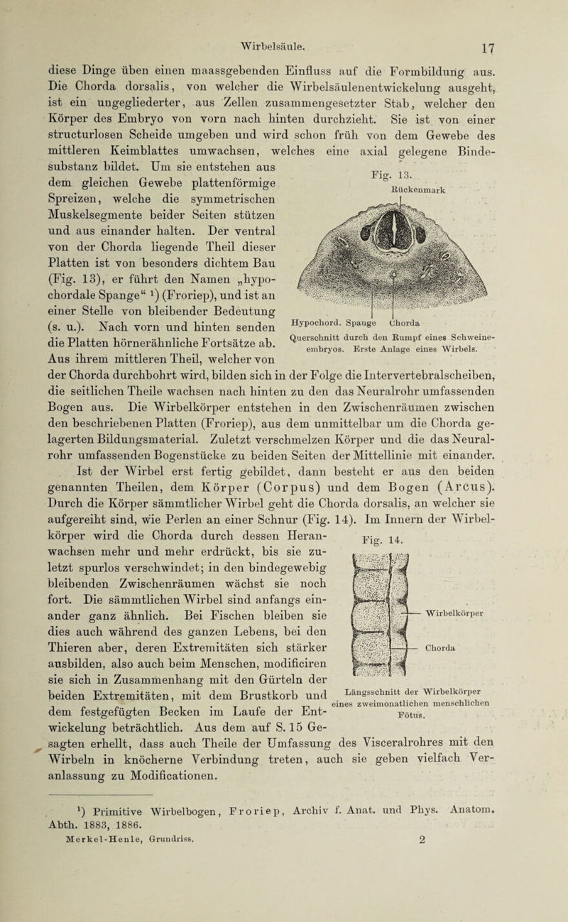 Fig. 13. Rückenmark diese Dinge üben einen maassgebenden Einfluss auf die Formbildung aus. Die Chorda dorsalis, von welcher die Wirbelsäulenentwickelung ausgeht, ist ein ungegliederter, aus Zellen zusammengesetzter Stab, welcher den Körper des Embryo von vorn nach hinten durchzieht. Sie ist von einer structurlosen Scheide umgeben und wird schon früh von dem Gewebe des mittleren Keimblattes umwachsen, welches eine axial gelegene Binde¬ substanz bildet. Um sie entstehen aus dem gleichen Gewebe plattenförmige Spreizen, welche die symmetrischen Muskelsegmente beider Seiten stützen und aus einander halten. Der ventral von der Chorda liegende Theil dieser Platten ist von besonders dichtem Bau (Fig. 13), er führt den Namen „hypo- chordale Spange“ 1) (Froriep), und ist an einer Stelle von bleibender Bedeutung (s. u.). Nach vorn und hinten senden die Platten hörnerähnliche Fortsätze ab. Aus ihrem mittleren Theil, welcher von der Chorda durchbohrt wird, bilden sich in der Folge die Intervertebralscheiben, die seitlichen Theile wachsen nach hinten zu den das Neuralrohr umfassenden Bogen aus. Die Wirbelkörper entstehen in den Zwischenräumen zwischen den beschriebenen Platten (Froriep), aus dem unmittelbar um die Chorda ge¬ lagerten Bildungsmaterial. Zuletzt verschmelzen Körper und die das Neural¬ rohr umfassenden Bogenstücke zu beiden Seiten der Mittellinie mit einander. Ist der Wirbel erst fertig gebildet, dann besteht er aus den beiden genannten Theilen, dem Körper (Corpus) und dem Bogen (Arcus). Durch die Körper sämmtlicher Wirbel geht die Chorda dorsalis, an welcher sie aufgereiht sind, wie Perlen an einer Schnur (Fig. 14). Im Innern der Wirbel- Hypochord. Spange Chorda Querschnitt durch den Rumpf eines Schweine- embryos. Erste Anlage eines Wirbels. Fig. 14. W irbelkörper Chorda körper wird die Chorda durch dessen Heran- wachsen mehr und mehr erdrückt, bis sie zu¬ letzt spurlos verschwindet; in den bindegewebig bleibenden Zwischenräumen wächst sie noch fort. Die sämmtlichen Wirbel sind anfangs ein¬ ander ganz ähnlich. Bei Fischen bleiben sie dies auch während des ganzen Lebens, bei den Thieren aber, deren Extremitäten sich stärker ausbilden, also auch beim Menschen, modificiren sie sich in Zusammenhang mit den Gürteln der beiden Extremitäten, mit dem Brustkorb und dem festgefügten Becken im Laufe der Ent¬ wickelung beträchtlich. Aus dem auf S. 15 Ge¬ sagten erhellt, dass auch Theile der Umfassung des Visceralrohres mit den Wirbeln in knöcherne Verbindung treten, auch sie geben vielfach Ver¬ anlassung zu Modificationen. Längsschnitt der Wirbelkörper eines zweimonatlichen menschlichen Eötus. *) Primitive Wirbelbogen, Froriep, Archiv f. Anat. und Pliys. Anatom, Abth. 1883, 1886. Merkel-Henle, Grundriss. 2