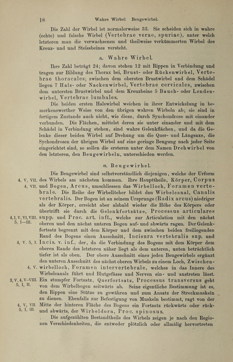 Die Zahl der Wirbel ist normalerweise 33. Sie scheiden sich in wahre (echte) und falsche Wirbel (Vertebrae verae, spuriae), unter welch letzteren man die verwachsenen und theilweise verkümmerten Wirbel des Kreuz- und und Steissbeines versteht. a. Wahre Wirbel. Ihre Zahl beträgt 24; davon stehen 12 mit Rippen in Verbindung und tragen zur Bildung des Thorax bei, Brust- oder Rückenwirbel, Verte¬ brae thoracales; zwischen dem obersten Brustwirbel und dem Schädel liegen 7 Hals- oder Nackenwirbel, Vertebrae cervicales, zwischen dem untersten Brustwirbel und dem Kreuzbeine 5 Bauch- oder Lenden¬ wirbel, Vertebrae lumbales. Die beiden ersten Halswirbel weichen in ihrer Entwickelung in be- merkenswerther Weise von den übrigen wahren Wirbeln ab; sie sind in fertigem Zustande auch nicht, wie diese, durch Synchondrose mit einander verbunden. Die Flächen, mittelst deren sie unter einander und mit dem Schädel in Verbindung stehen, sind wahre Gelenkflächen, und da die Ge¬ lenke dieser beiden Wirbel auf Drehung um die Quer- und Längsaxe, die Sychondrosen der übrigen Wirbel auf eine geringe Beugung nach jeder Seite eingerichtet sind, so sollen die ersteren unter dem Namen Drehwirbel von den letzteren, den Beuge wirb ein, unterschieden werden. cc. Beugewirbel. 4, V, VII. 4, VII. 4,1, V, VI, VIII. 5, I—III. 4, V. 5, I. 4, V. 3, V. 4, V-VIII. 5, I, II. 4, V, VII. 5, I, III. Die Beugewirbel sind selbstverständlich diejenigen, welche der Urform des AVirbels am nächsten kommen. Ihre Haupttheile, Körper, Corpus und Bogen, Arcus, umschliessen das Wirbelloch, Foramen verte¬ brale. Die Reihe der Wirbellöcher bildet den Wirbelcanal, Canalis vertebralis. Der Bogen ist an seinem Ursprünge (Radix arcus) niedriger als der Körper, erreicht aber alsbald wieder die Höhe des Körpers oder übertrifft sie durch die Gelenkfortsätze, Processus articulares supp, und Proc. art. inff., welche zur Articulation mit den nächst oberen und den nächst unteren Bogen auf- und abwärts ragen. Der Gelenk¬ fortsatz begrenzt mit dem Körper und dem zwischen beiden freiliegenden Rand des Bogens einen Ausschnitt, Incisura vertebralis sup. und Incis. v. inf., der, da die Verbindung des Bogens mit dem Körper dem oberen Rande des letzteren näher liegt als dem unteren, unten beträchtlich tiefer ist als oben. Der obere Ausschnitt eines jeden Beugewirbels ergänzt den unteren Ausschnitt des nächst oberen Wirbels zu einem Loch, Zwischen¬ wirbelloch, Foramen intervertebrale, welches in das Innere des Wirbelcanals führt und Blutgefässe und Nerven ein- und austreten lässt. Ein stumpfer Fortsatz, Querfortsatz, Processus transversus geht von dem Wirbelbogen seitwärts ab. Seine eigentliche Bestimmung ist es, den Rippen eine Stütze zu gewähren und zum Ansatz der Streckmuskeln zu dienen. Ebenfalls zur Befestigung von Muskeln bestimmt, ragt von der Mitte der hinteren Fläche des Bogens ein Fortsatz rückwärts oder rück- und abwärts, der Wirbel dorn, Proc. Spin OS US. , Die aufgezählten Bestandteile des Wirbels zeigen je nach den Regio¬ nen Verschiedenheiten, die entweder plötzlich oder allmälig hervortreten